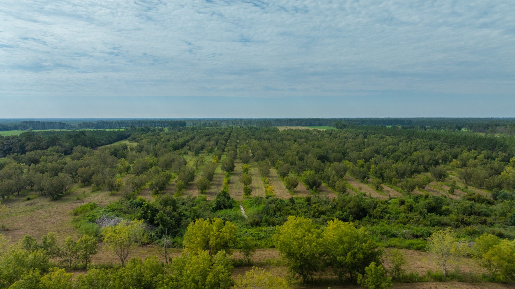 Image for 97± Acres - New Watson Orchard - Irrigated Pecan Orchard with Strong Varieties - Mini-Farm & Homesite Potential