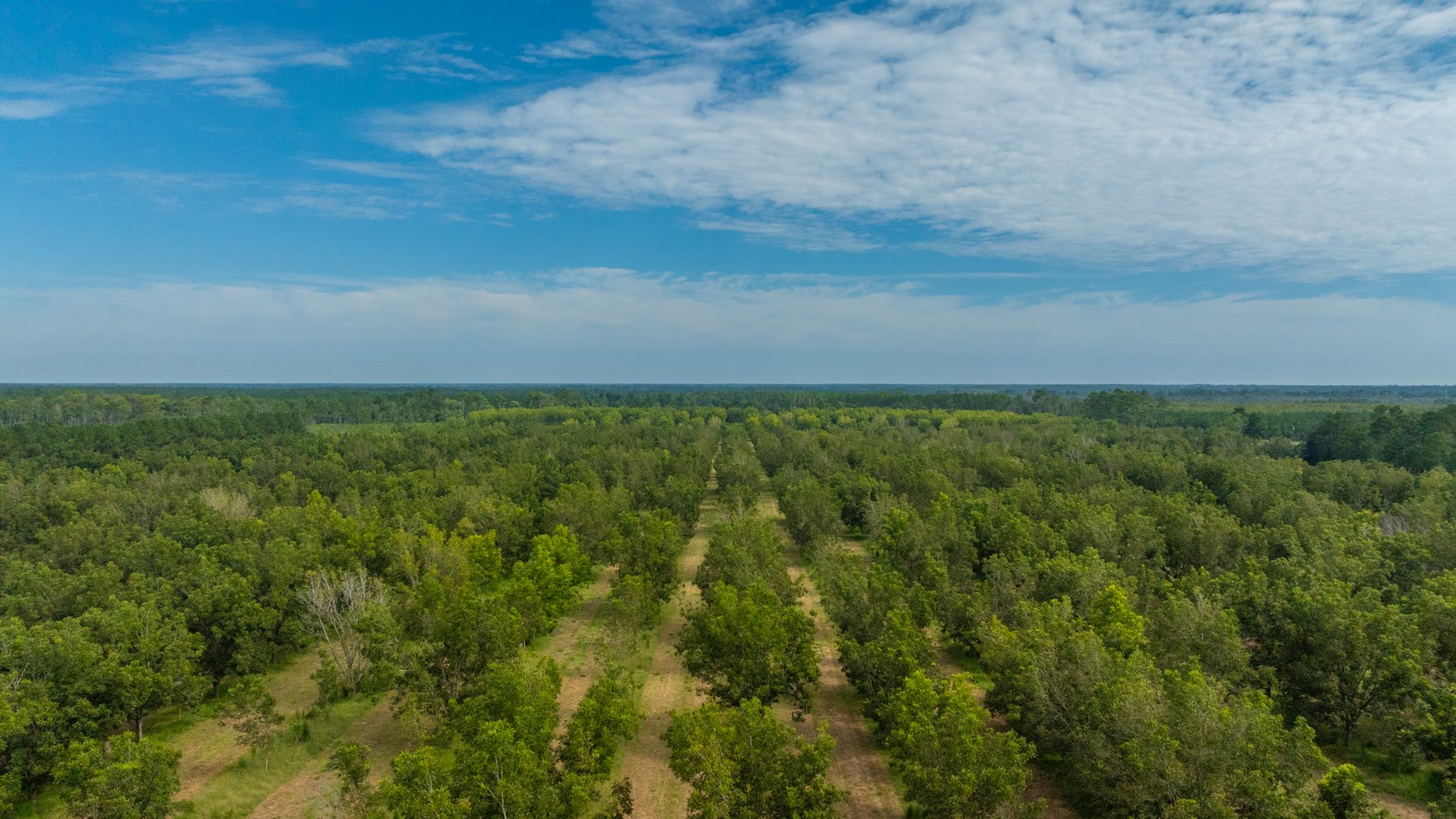 Image for 97± Acres - New Watson Orchard - Irrigated Pecan Orchard with Strong Varieties - Mini-Farm & Homesite Potential