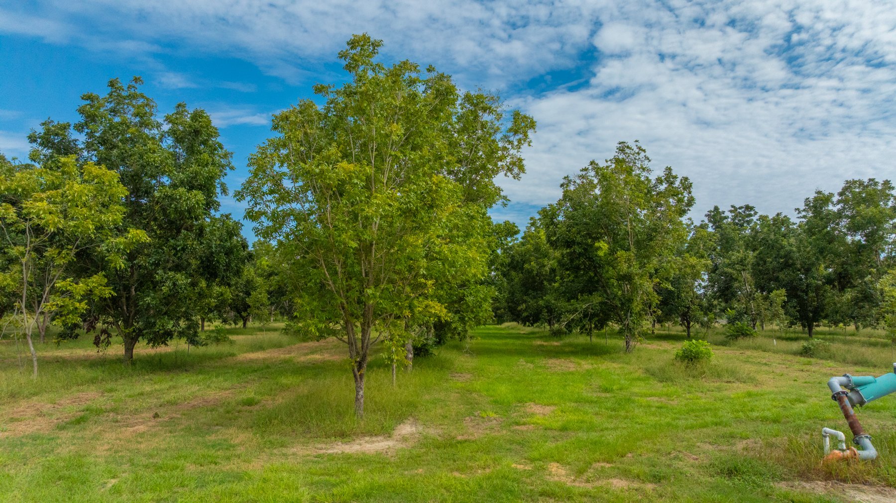 Image for 97± Acres - New Watson Orchard - Irrigated Pecan Orchard with Strong Varieties - Mini-Farm & Homesite Potential