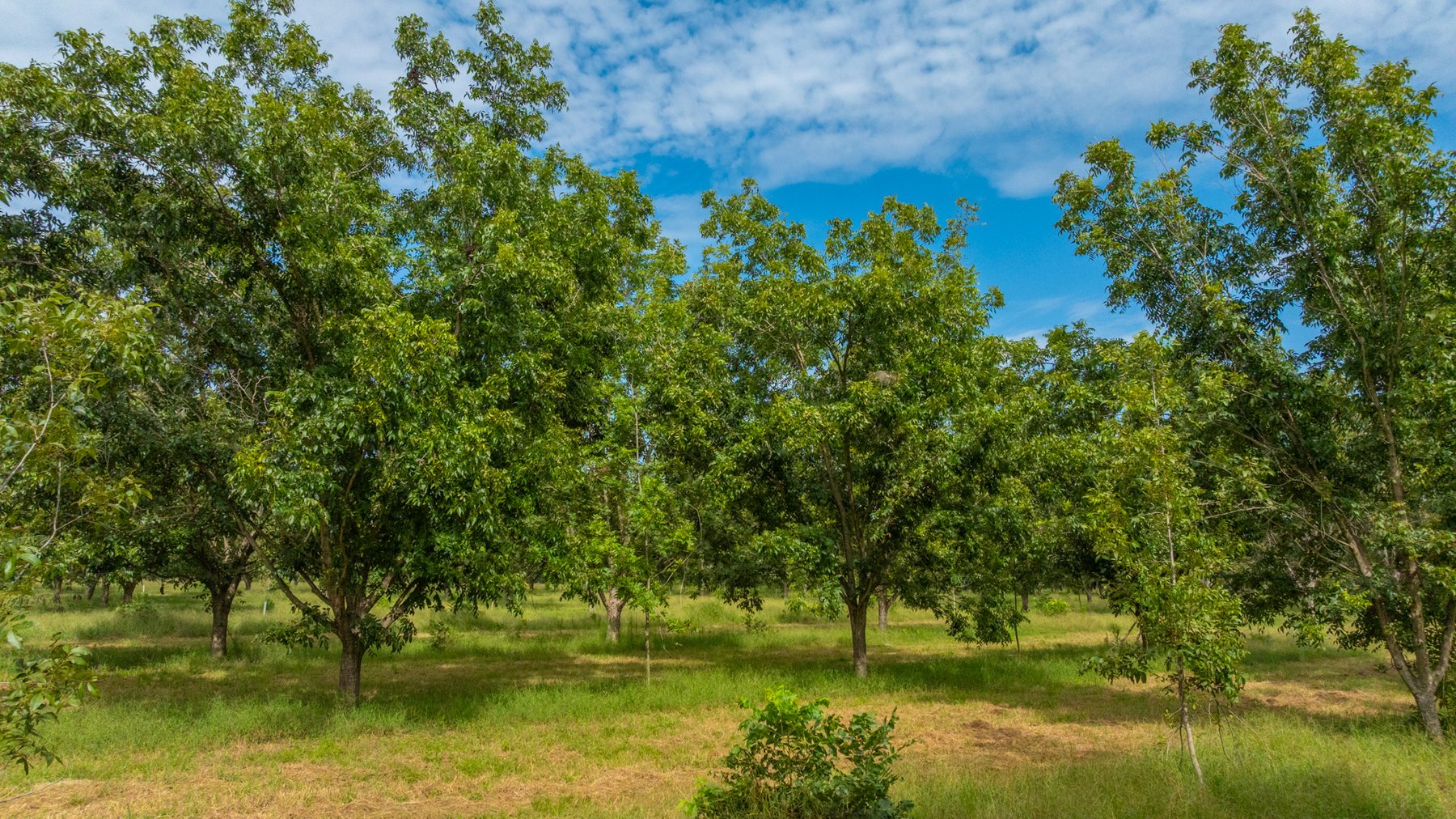 Image for 97± Acres - New Watson Orchard - Irrigated Pecan Orchard with Strong Varieties - Mini-Farm & Homesite Potential