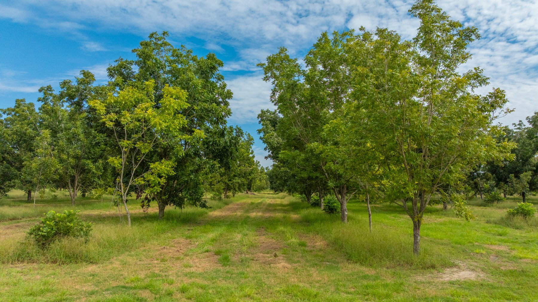 Image for 97± Acres - New Watson Orchard - Irrigated Pecan Orchard with Strong Varieties - Mini-Farm & Homesite Potential