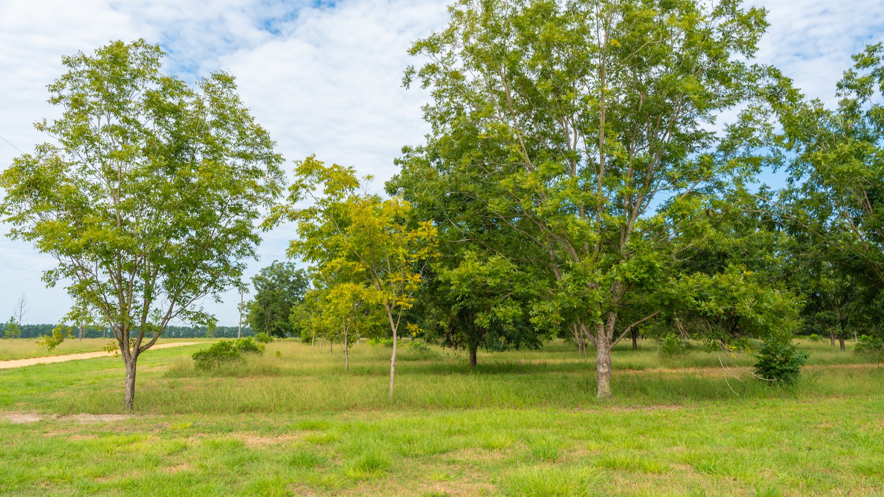 Image for 97± Acres - New Watson Orchard - Irrigated Pecan Orchard with Strong Varieties - Mini-Farm & Homesite Potential