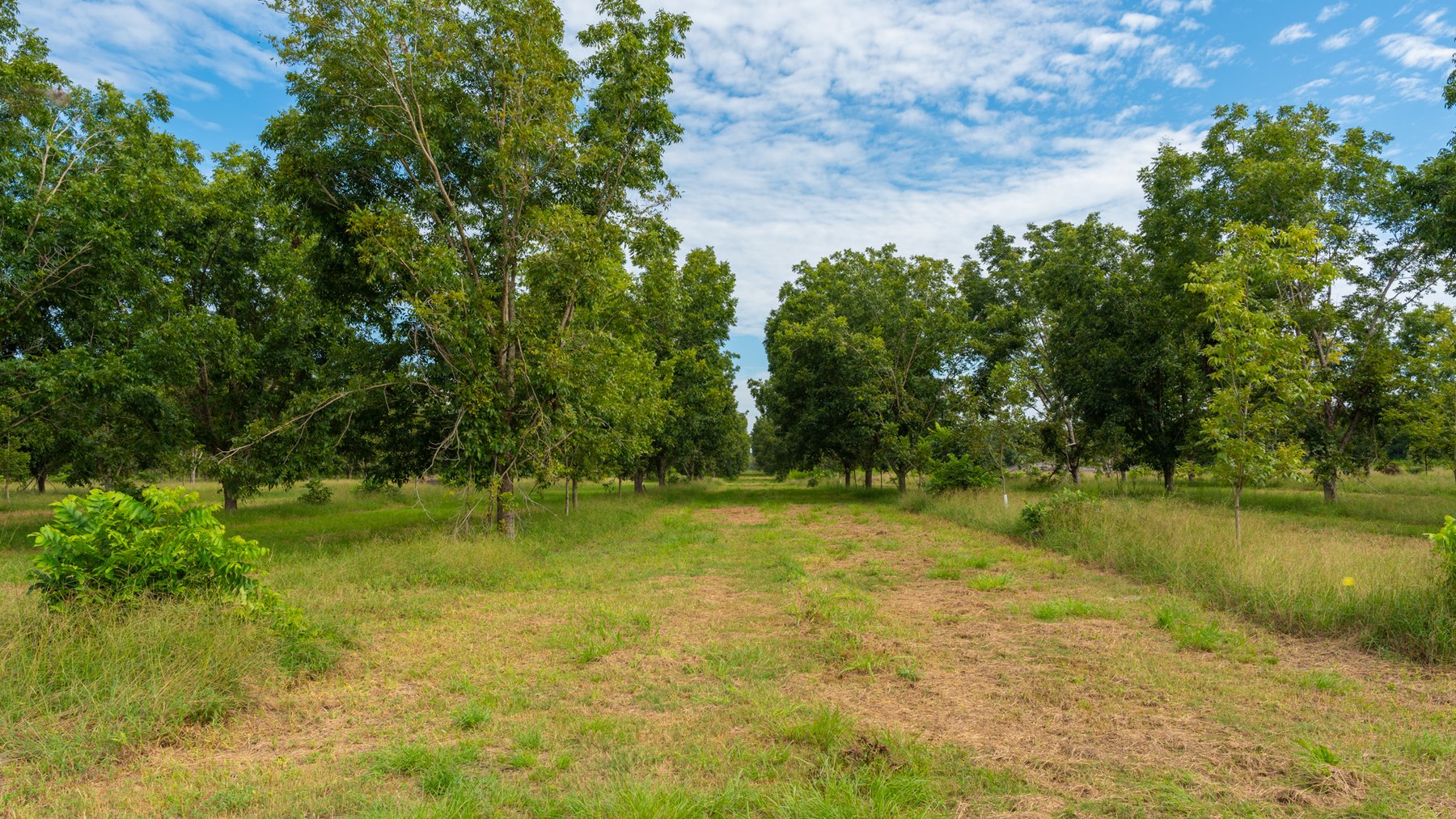 Image for 97± Acres - New Watson Orchard - Irrigated Pecan Orchard with Strong Varieties - Mini-Farm & Homesite Potential