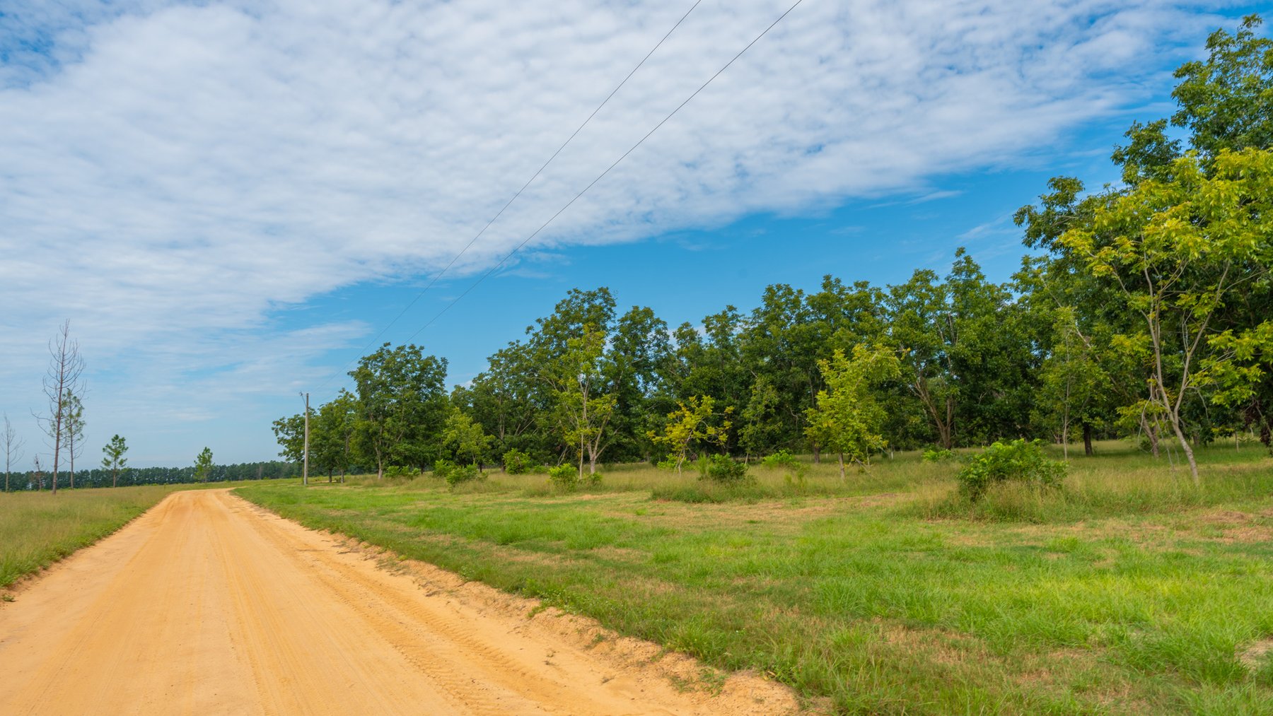 Image for 97± Acres - New Watson Orchard - Irrigated Pecan Orchard with Strong Varieties - Mini-Farm & Homesite Potential
