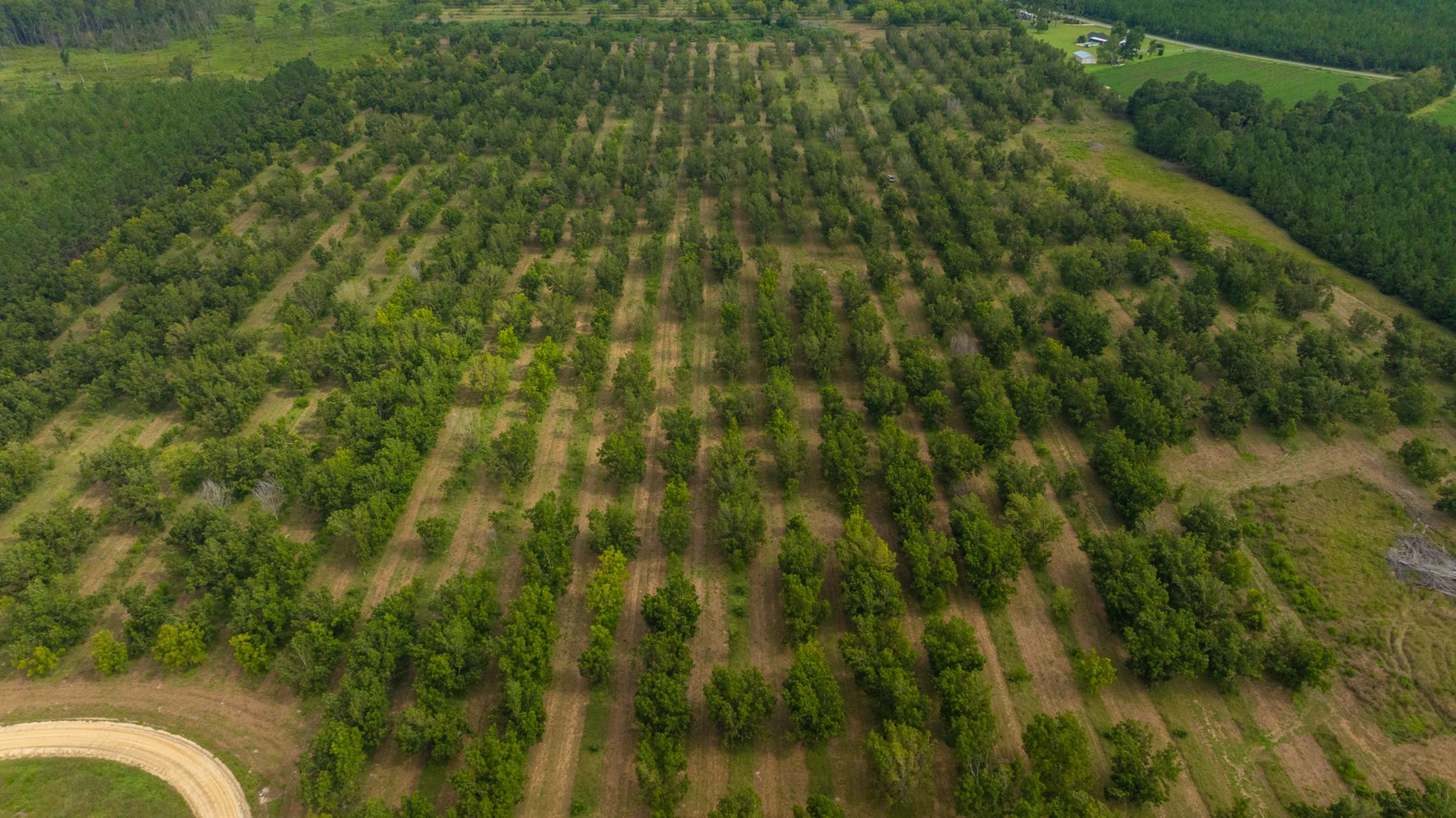 Image for 97± Acres - New Watson Orchard - Irrigated Pecan Orchard with Strong Varieties - Mini-Farm & Homesite Potential