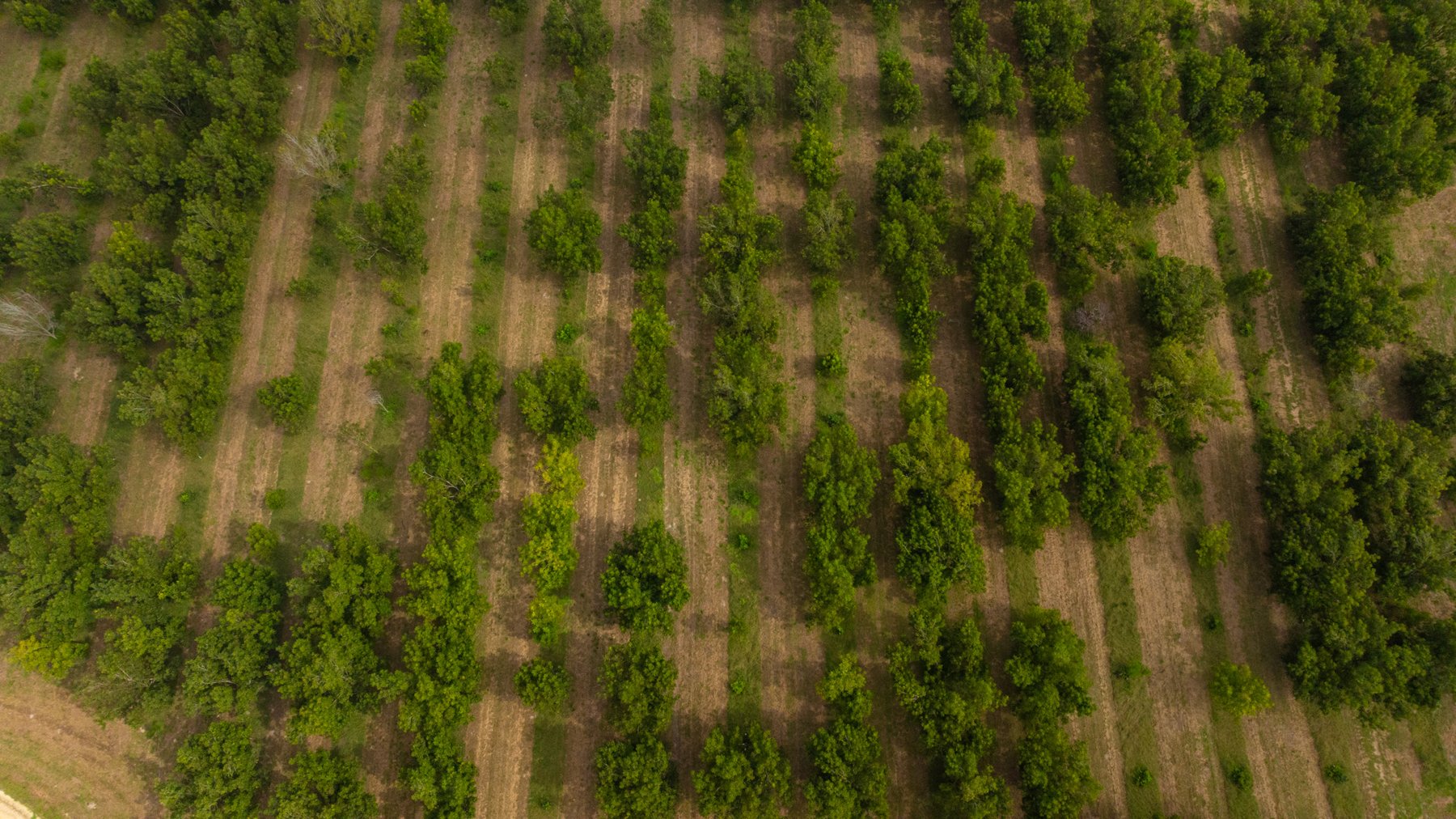 Image for 97± Acres - New Watson Orchard - Irrigated Pecan Orchard with Strong Varieties - Mini-Farm & Homesite Potential