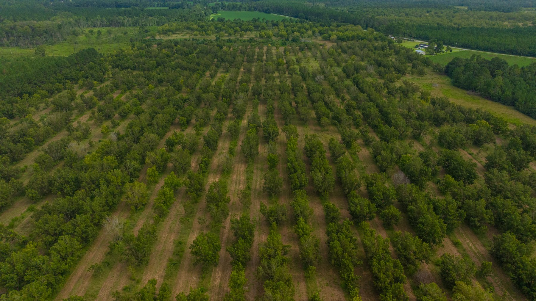 Image for 97± Acres - New Watson Orchard - Irrigated Pecan Orchard with Strong Varieties - Mini-Farm & Homesite Potential