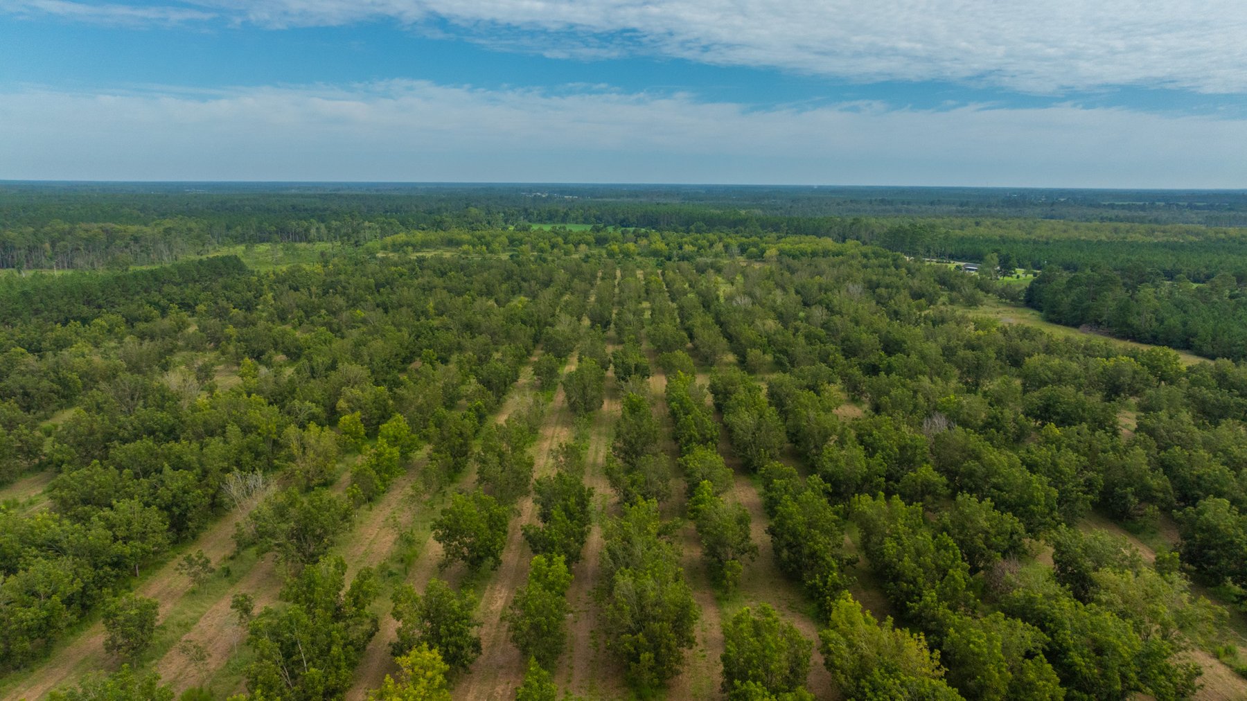 Image for 97± Acres - New Watson Orchard - Irrigated Pecan Orchard with Strong Varieties - Mini-Farm & Homesite Potential