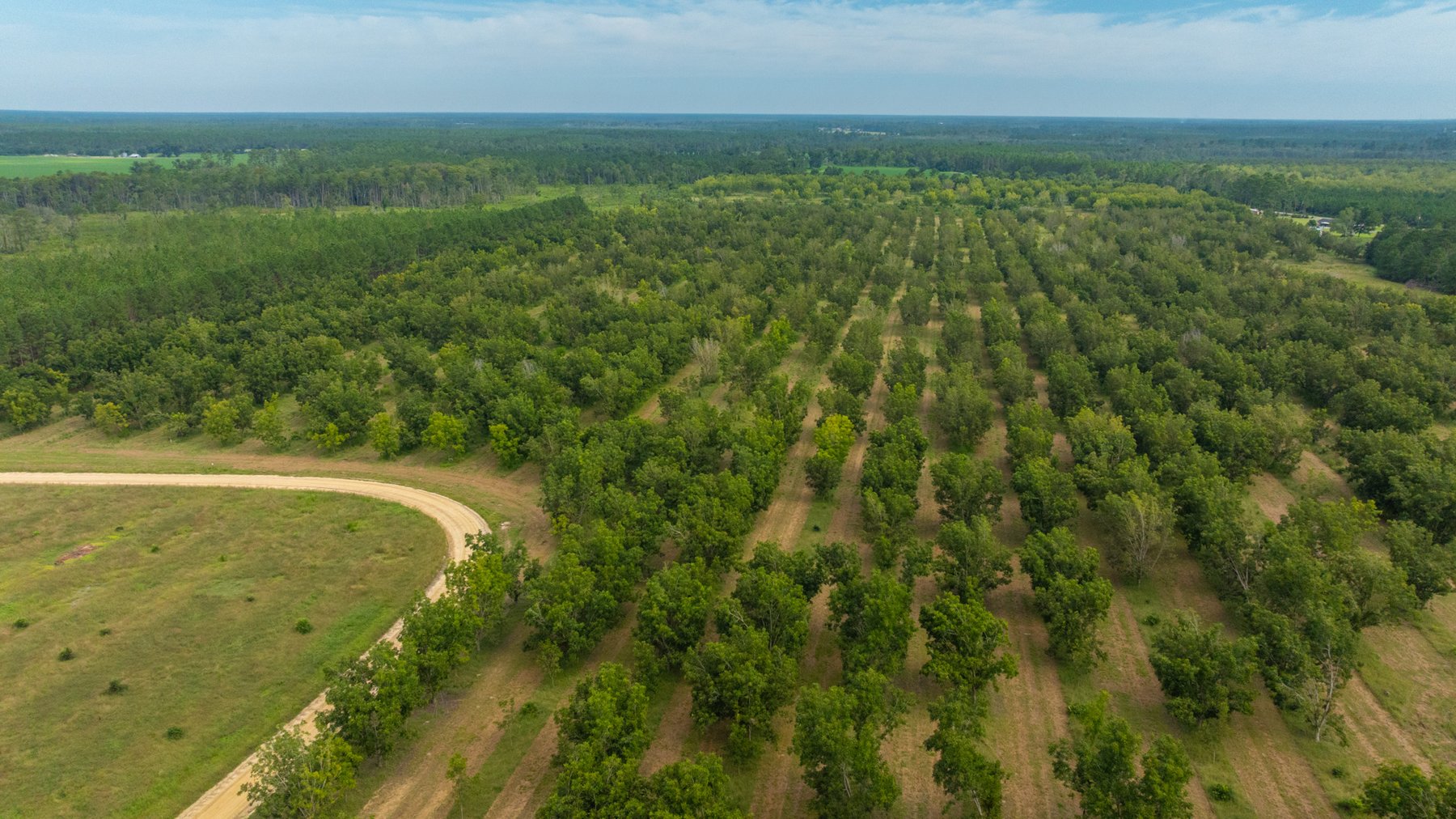 Image for 97± Acres - New Watson Orchard - Irrigated Pecan Orchard with Strong Varieties - Mini-Farm & Homesite Potential