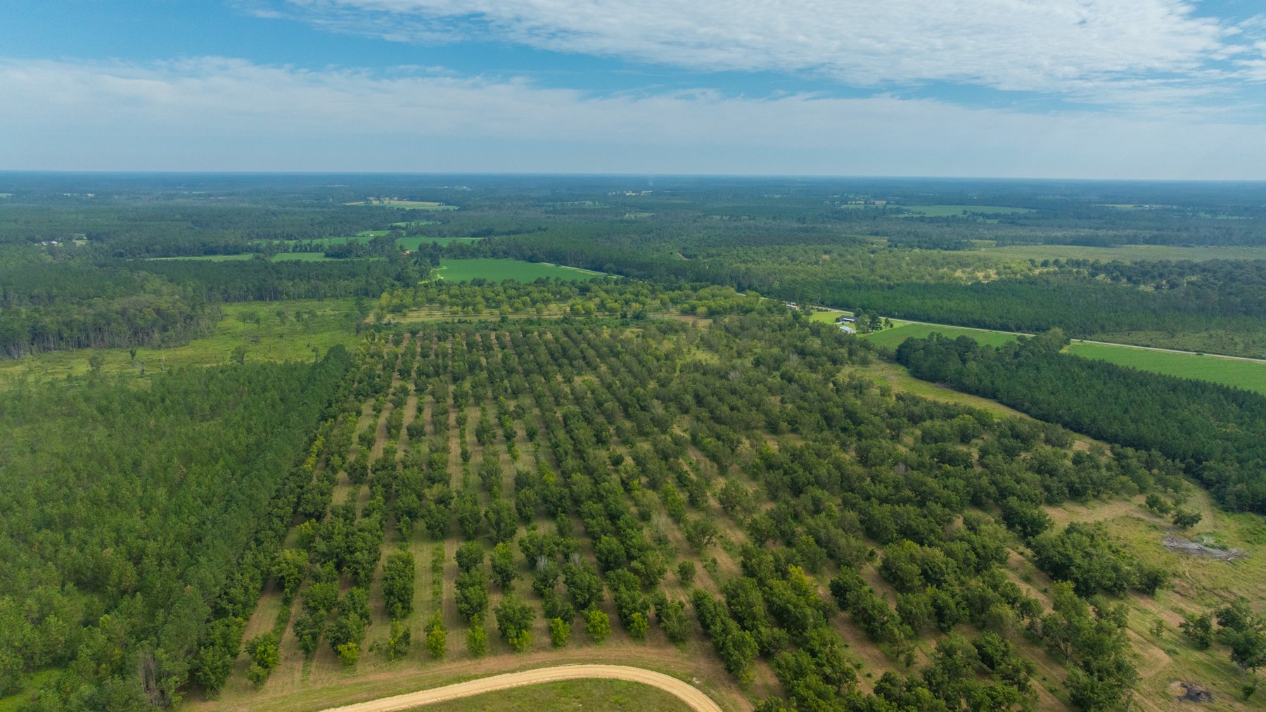 Image for 97± Acres - New Watson Orchard - Irrigated Pecan Orchard with Strong Varieties - Mini-Farm & Homesite Potential