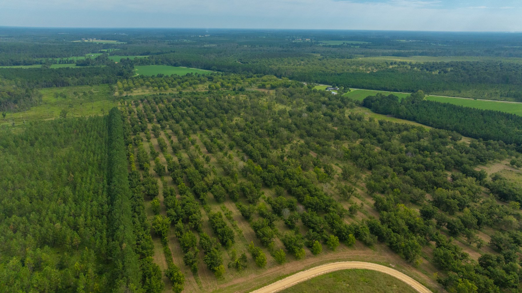 Image for 97± Acres - New Watson Orchard - Irrigated Pecan Orchard with Strong Varieties - Mini-Farm & Homesite Potential