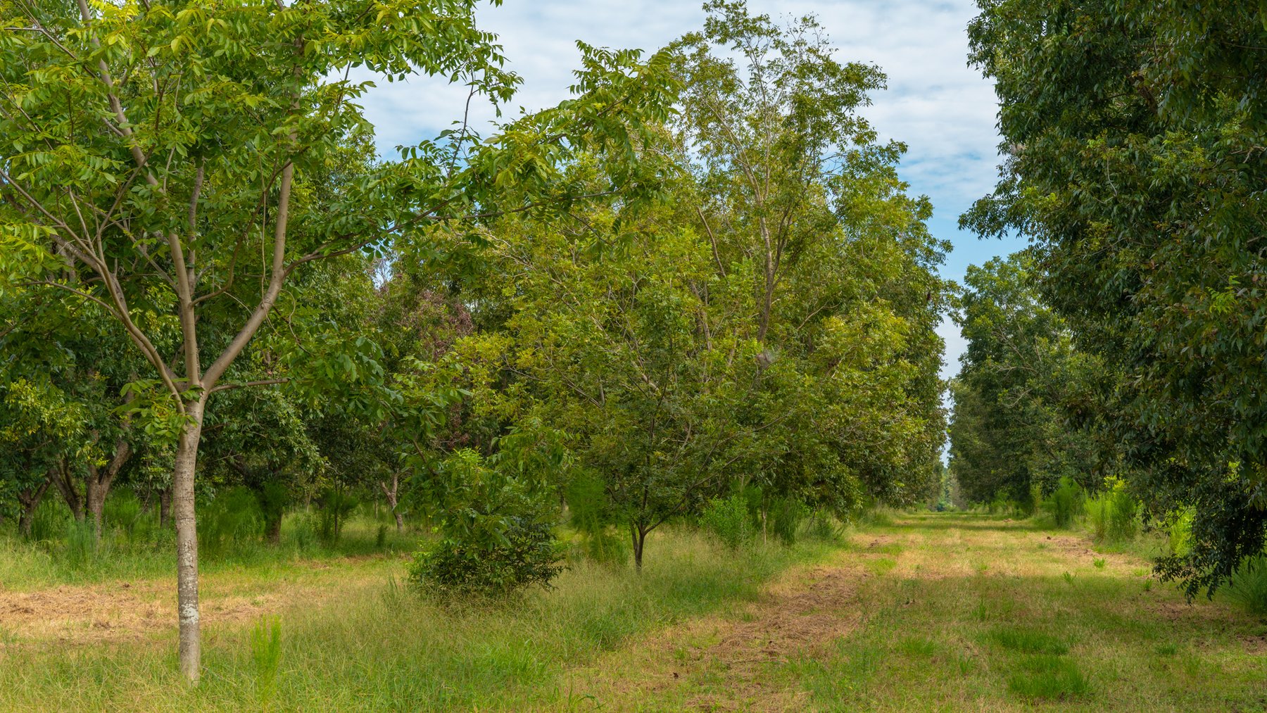 Image for 97± Acres - New Watson Orchard - Irrigated Pecan Orchard with Strong Varieties - Mini-Farm & Homesite Potential