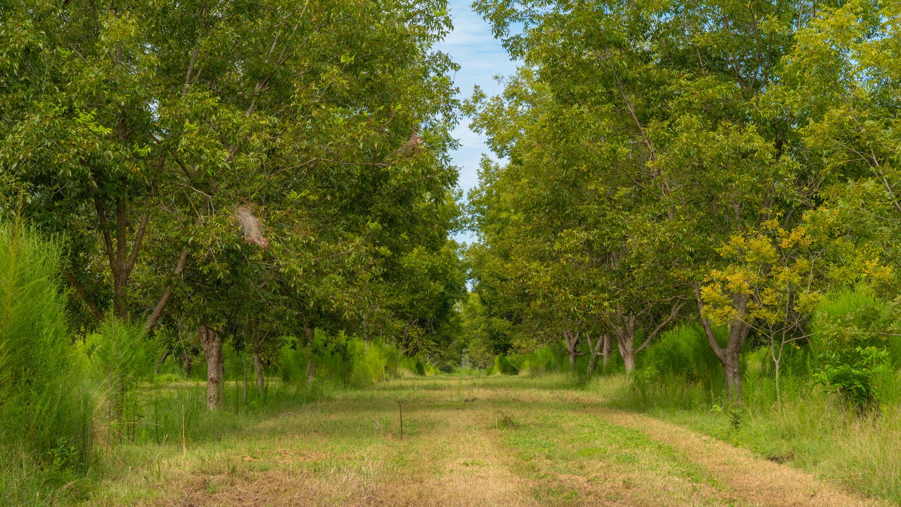 Image for 97± Acres - New Watson Orchard - Irrigated Pecan Orchard with Strong Varieties - Mini-Farm & Homesite Potential