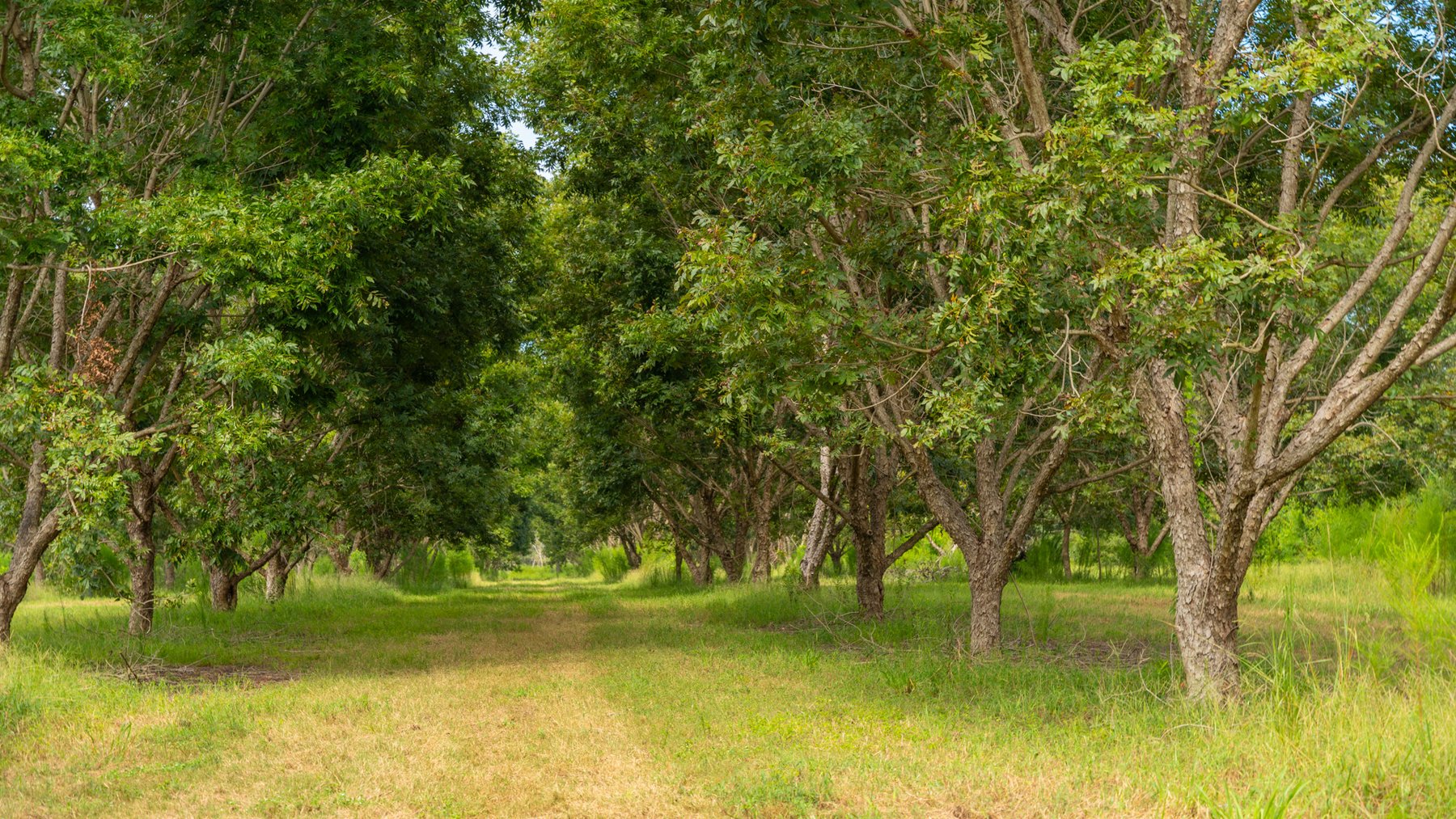Image for 97± Acres - New Watson Orchard - Irrigated Pecan Orchard with Strong Varieties - Mini-Farm & Homesite Potential