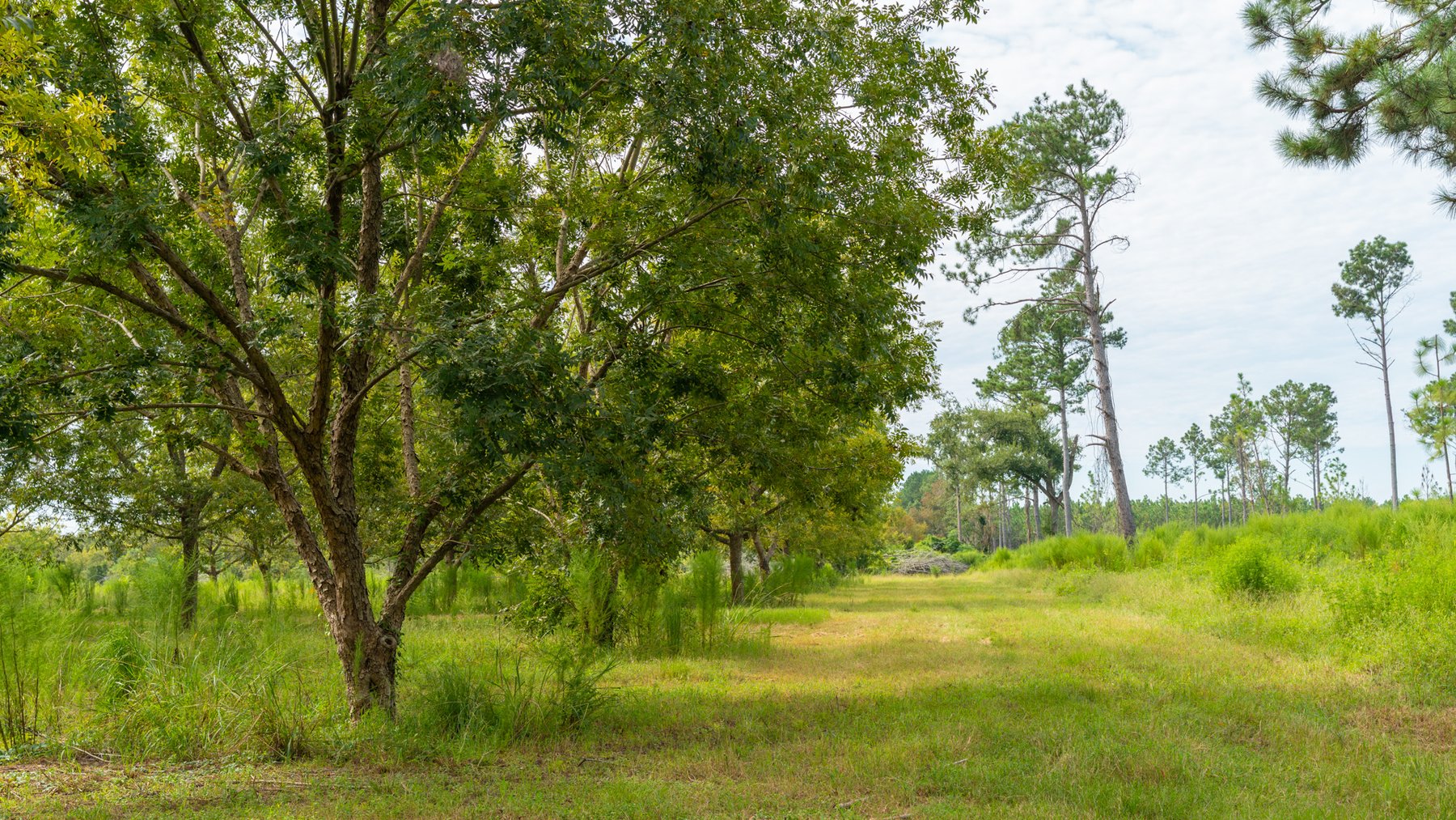 Image for 97± Acres - New Watson Orchard - Irrigated Pecan Orchard with Strong Varieties - Mini-Farm & Homesite Potential