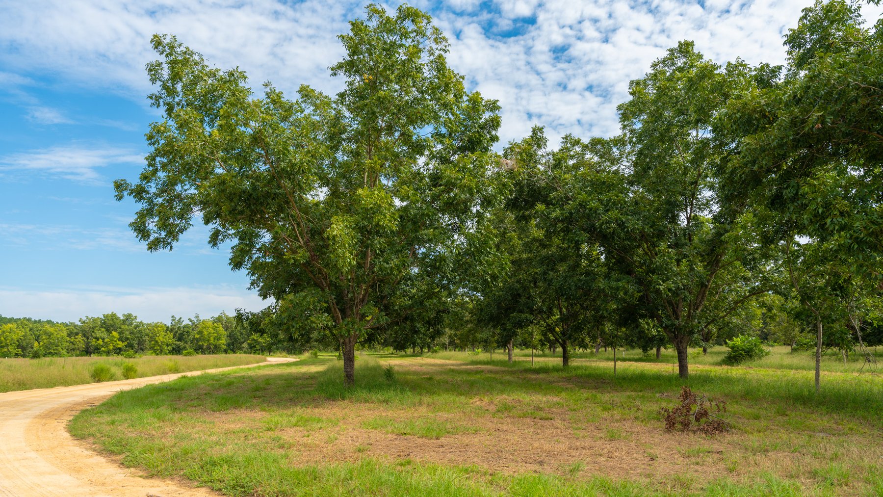Image for 97± Acres - New Watson Orchard - Irrigated Pecan Orchard with Strong Varieties - Mini-Farm & Homesite Potential