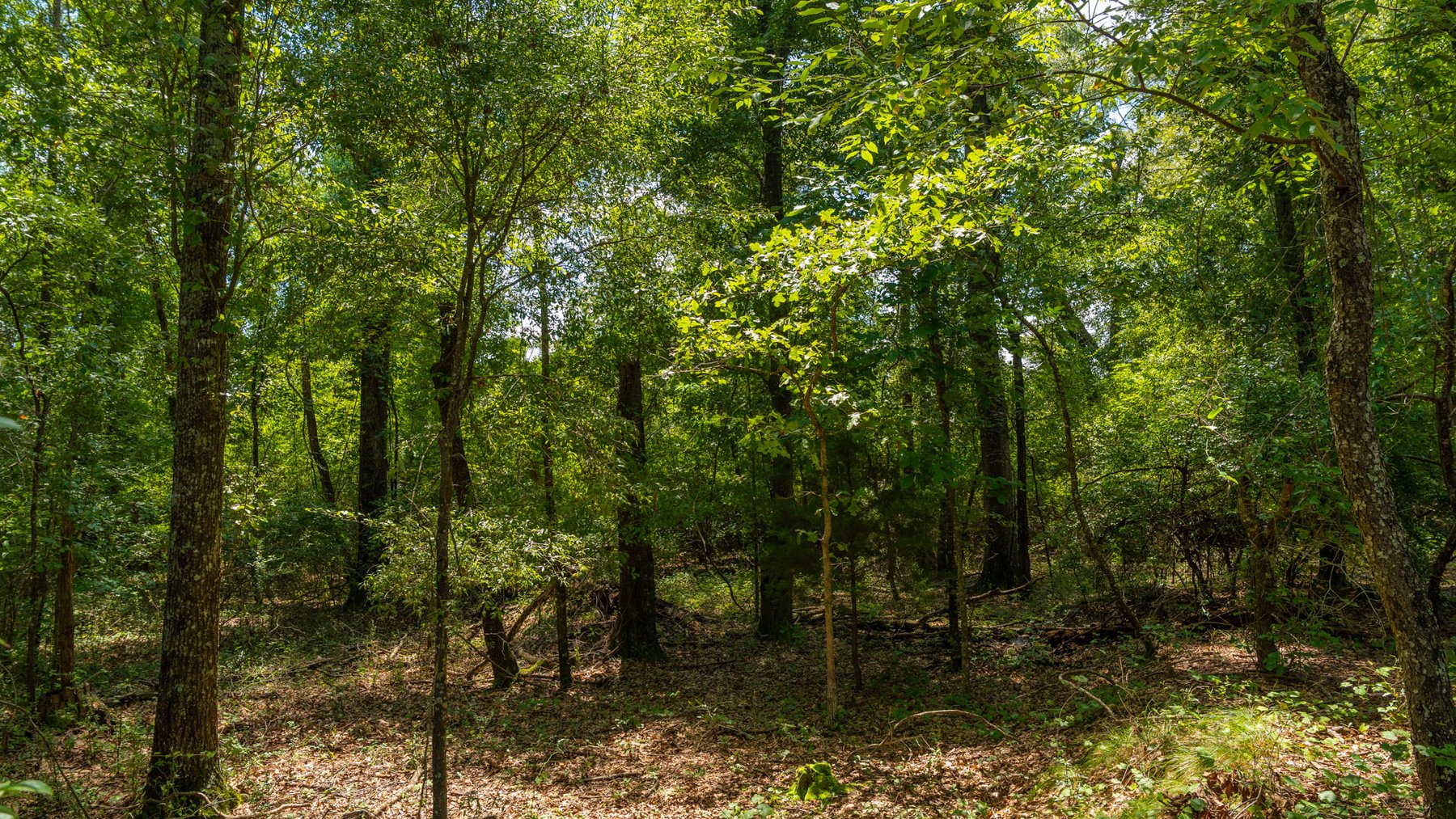Image for 516.20 +/- Acres – The Chambliss Place  (4) - Prime Terrell County Recreational Tracts - Row Crop Cultivation Potential