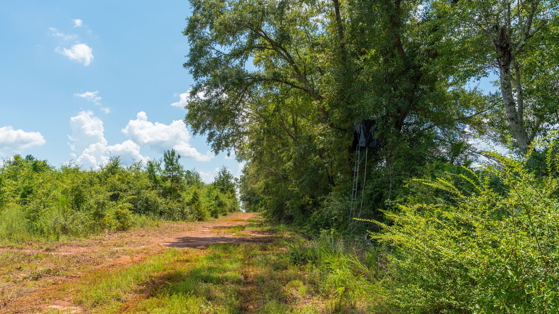 Image for 516.20 +/- Acres – The Chambliss Place  (4) - Prime Terrell County Recreational Tracts - Row Crop Cultivation Potential