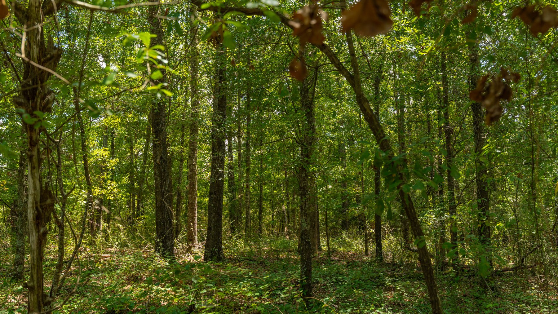 Image for 516.20 +/- Acres – The Chambliss Place  (4) - Prime Terrell County Recreational Tracts - Row Crop Cultivation Potential