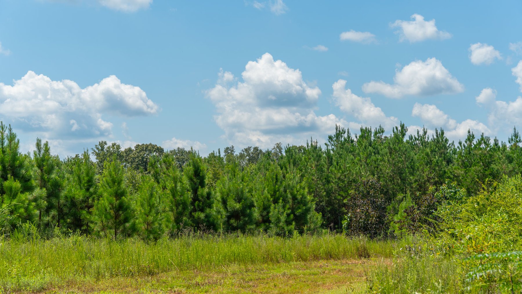 Image for 516.20 +/- Acres – The Chambliss Place  (4) - Prime Terrell County Recreational Tracts - Row Crop Cultivation Potential