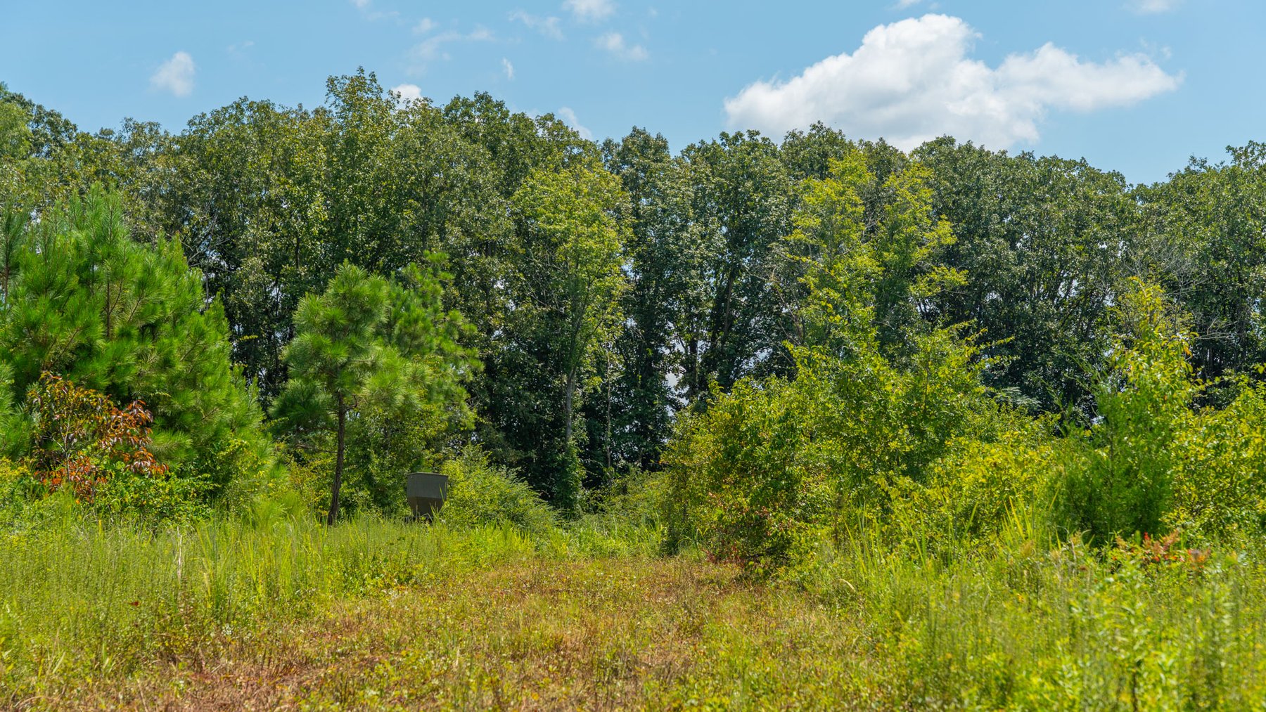 Image for 516.20 +/- Acres – The Chambliss Place  (4) - Prime Terrell County Recreational Tracts - Row Crop Cultivation Potential
