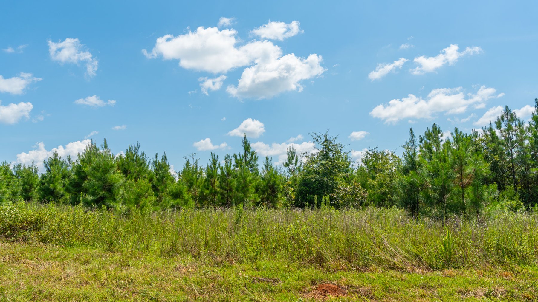Image for 516.20 +/- Acres – The Chambliss Place  (4) - Prime Terrell County Recreational Tracts - Row Crop Cultivation Potential