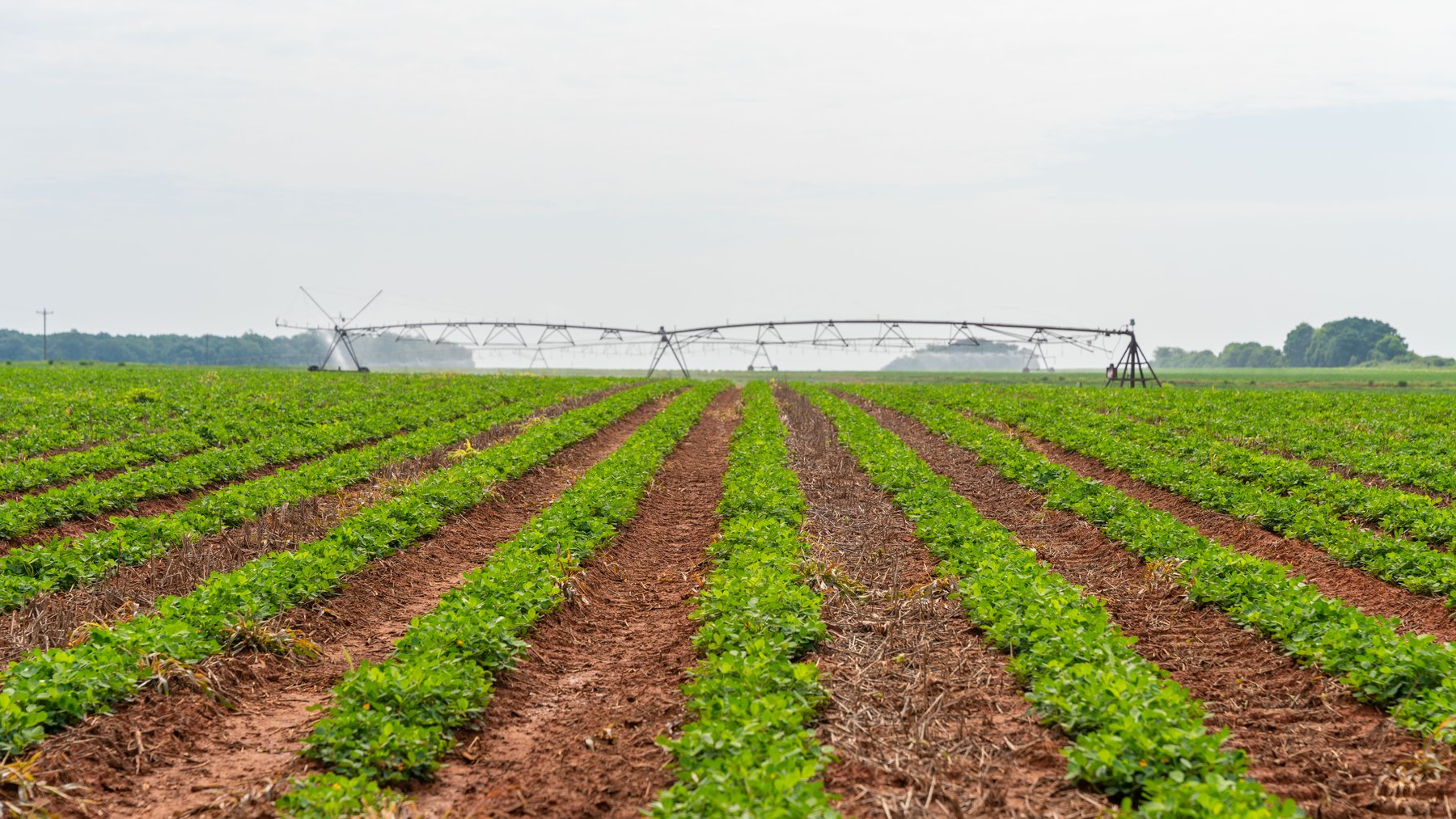 Image for Perryman Place - 305+/- Total Acres - Premium Row Crop Farm - Deep Well & 7 Irrigation Pivots