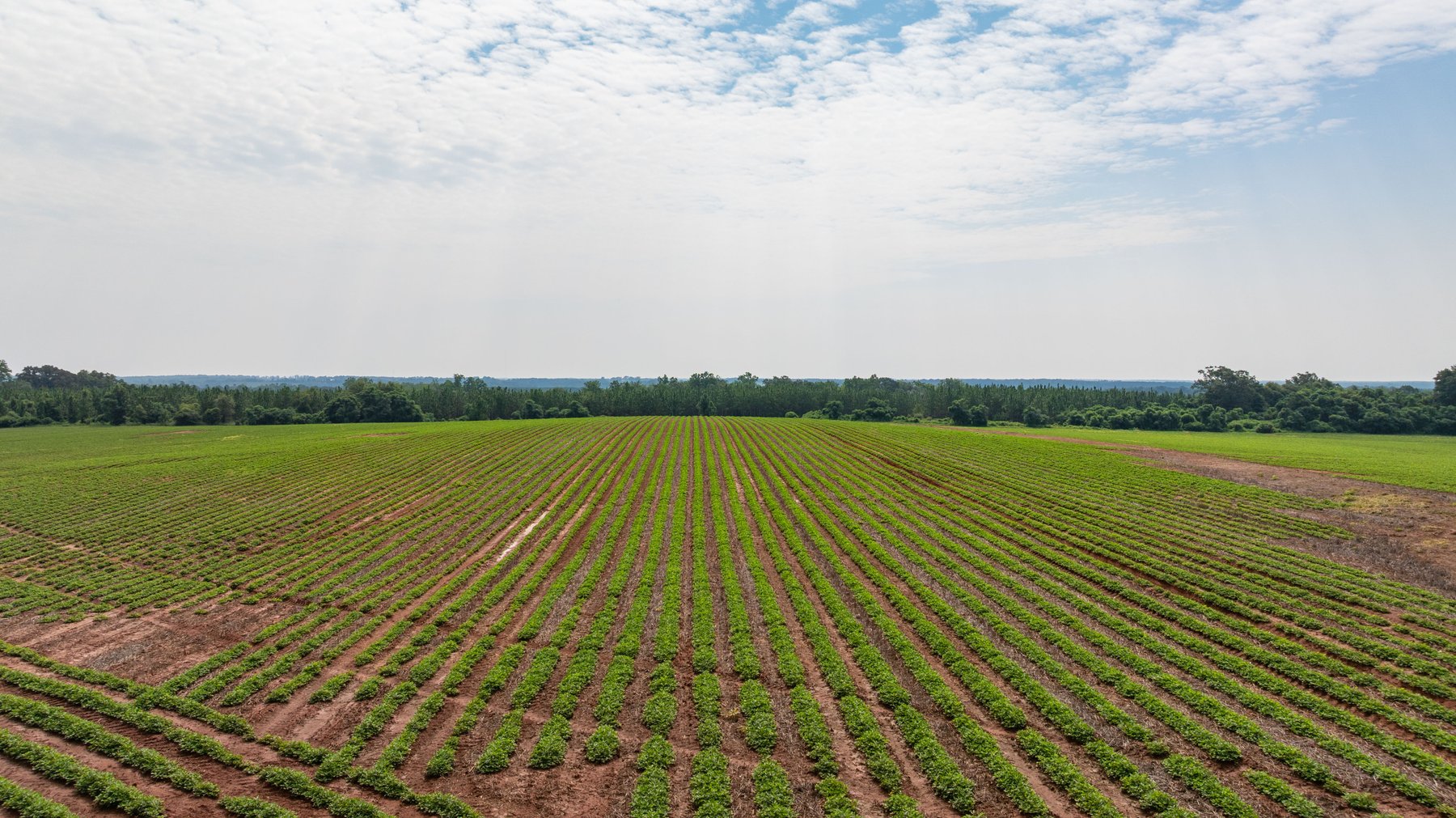 Image for Perryman Place - 305+/- Total Acres - Premium Row Crop Farm - Deep Well & 7 Irrigation Pivots