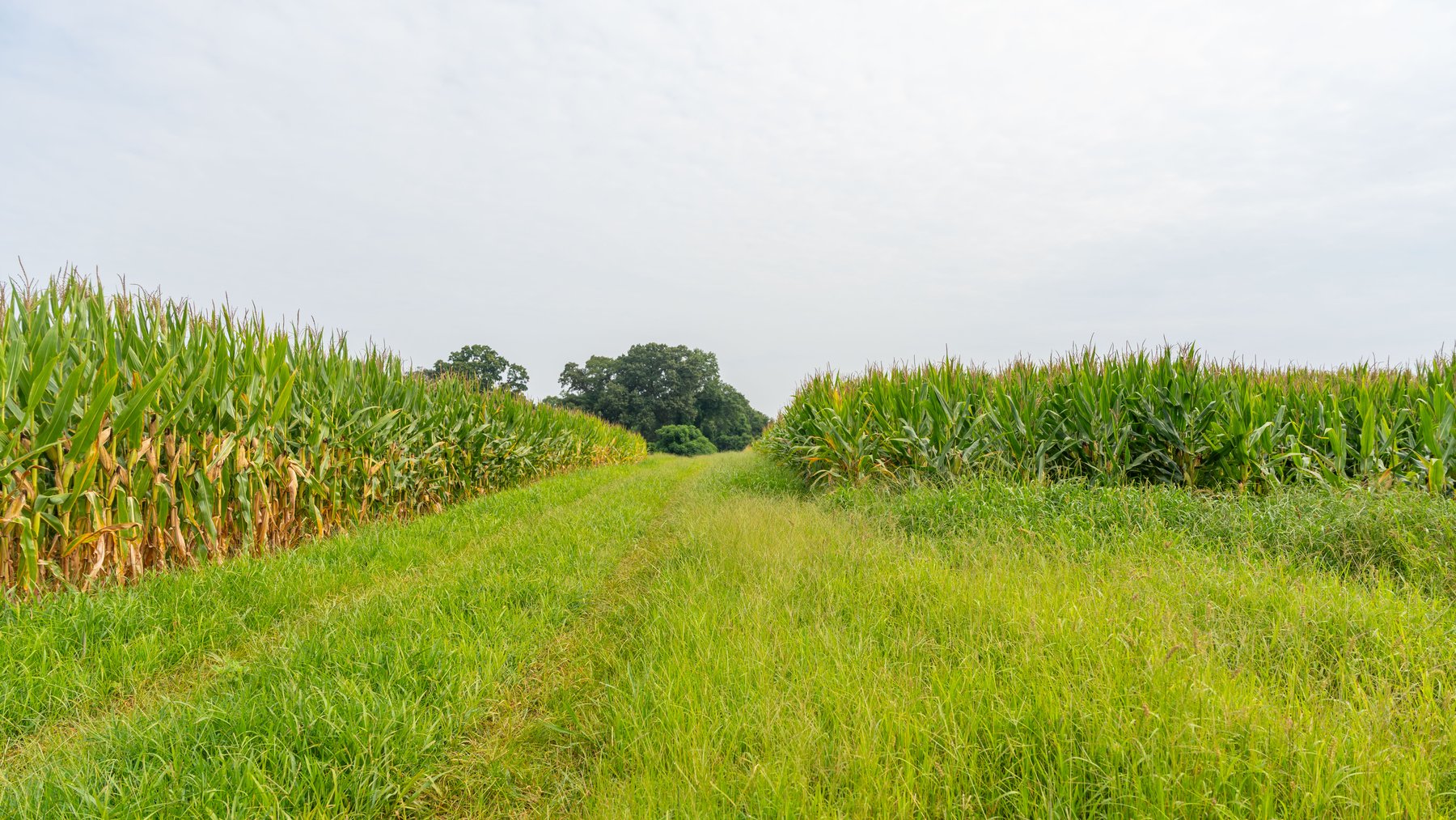Image for Perryman Place - 305+/- Total Acres - Premium Row Crop Farm - Deep Well & 7 Irrigation Pivots