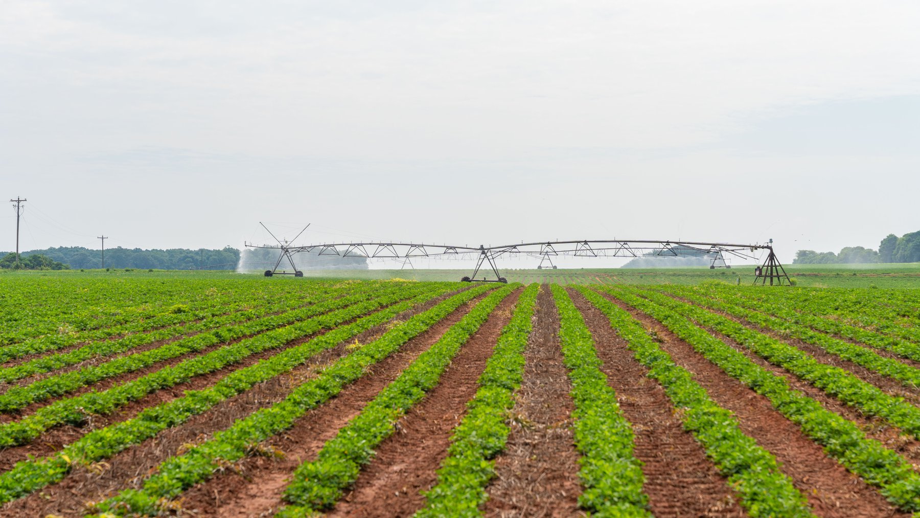 Image for Perryman Place - 305+/- Total Acres - Premium Row Crop Farm - Deep Well & 7 Irrigation Pivots