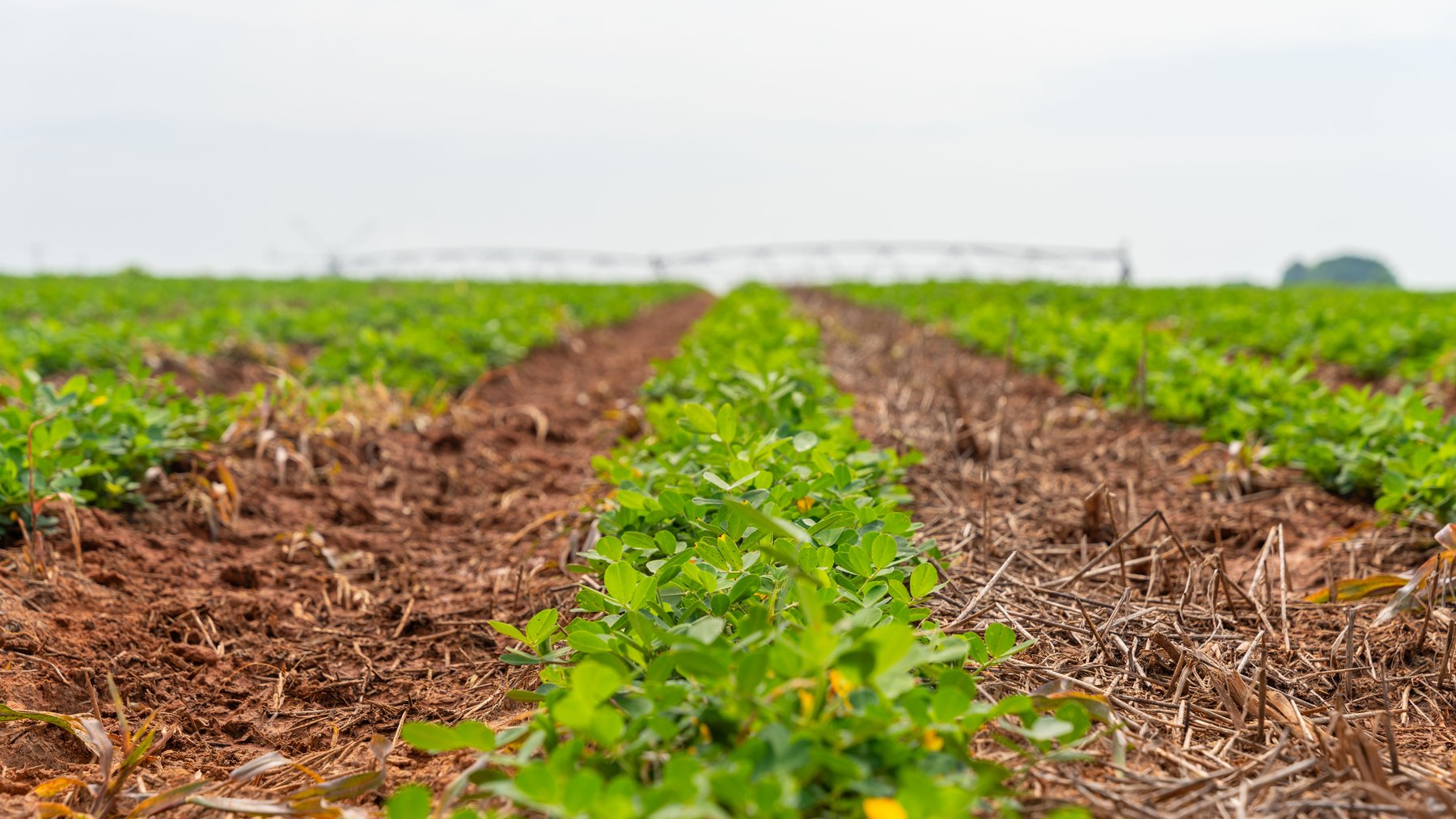 Image for Perryman Place - 305+/- Total Acres - Premium Row Crop Farm - Deep Well & 7 Irrigation Pivots