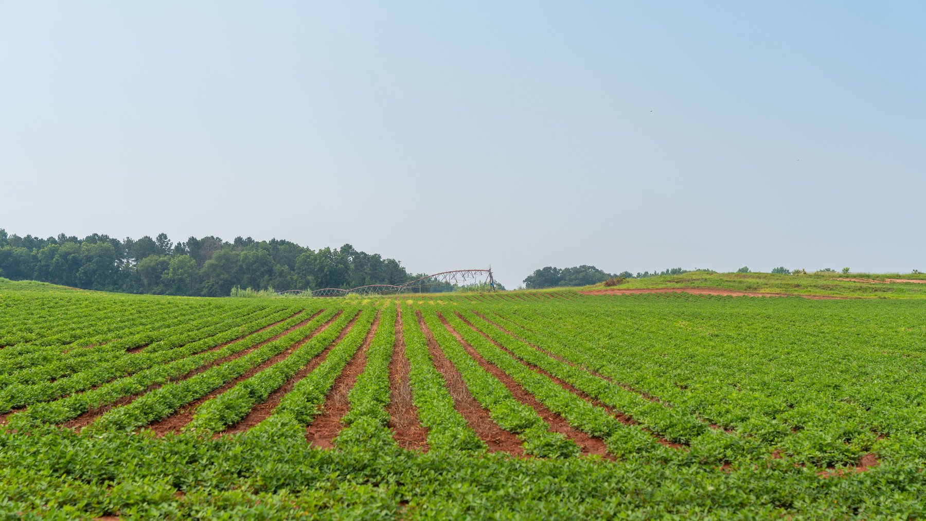 Image for Perryman Place - 305+/- Total Acres - Premium Row Crop Farm - Deep Well & 7 Irrigation Pivots