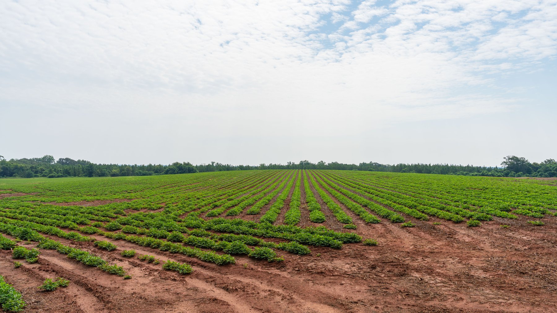 Image for Perryman Place - 305+/- Total Acres - Premium Row Crop Farm - Deep Well & 7 Irrigation Pivots