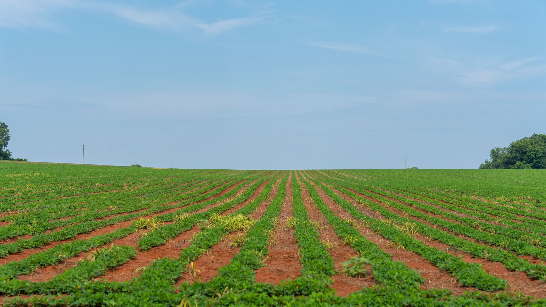 Image for Perryman Place - 305+/- Total Acres - Premium Row Crop Farm - Deep Well & 7 Irrigation Pivots