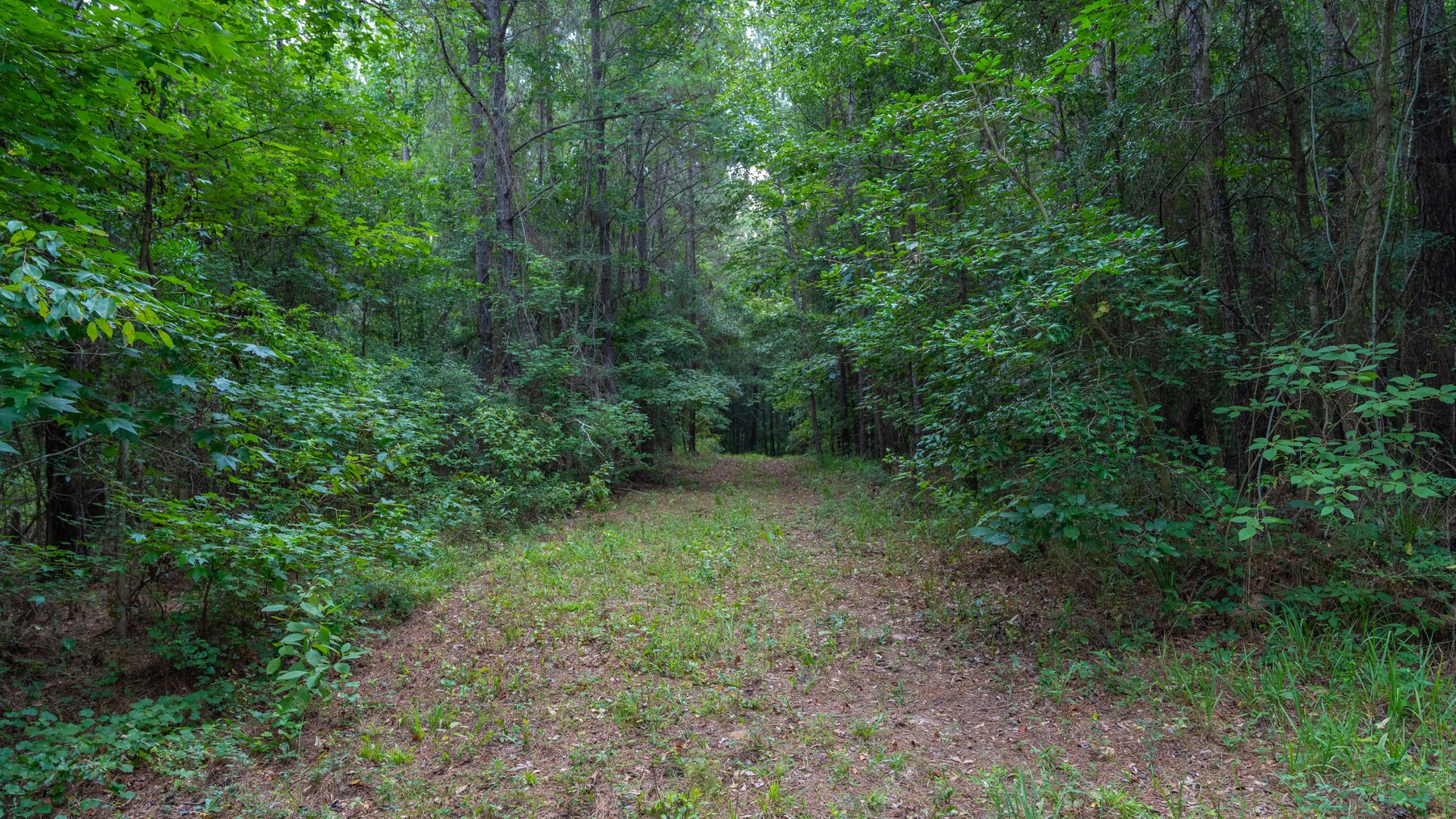 Image for Wright Place - 61+/- Acres - Premium Mini Farm - Merchantable Timber - Great Homesite Potential