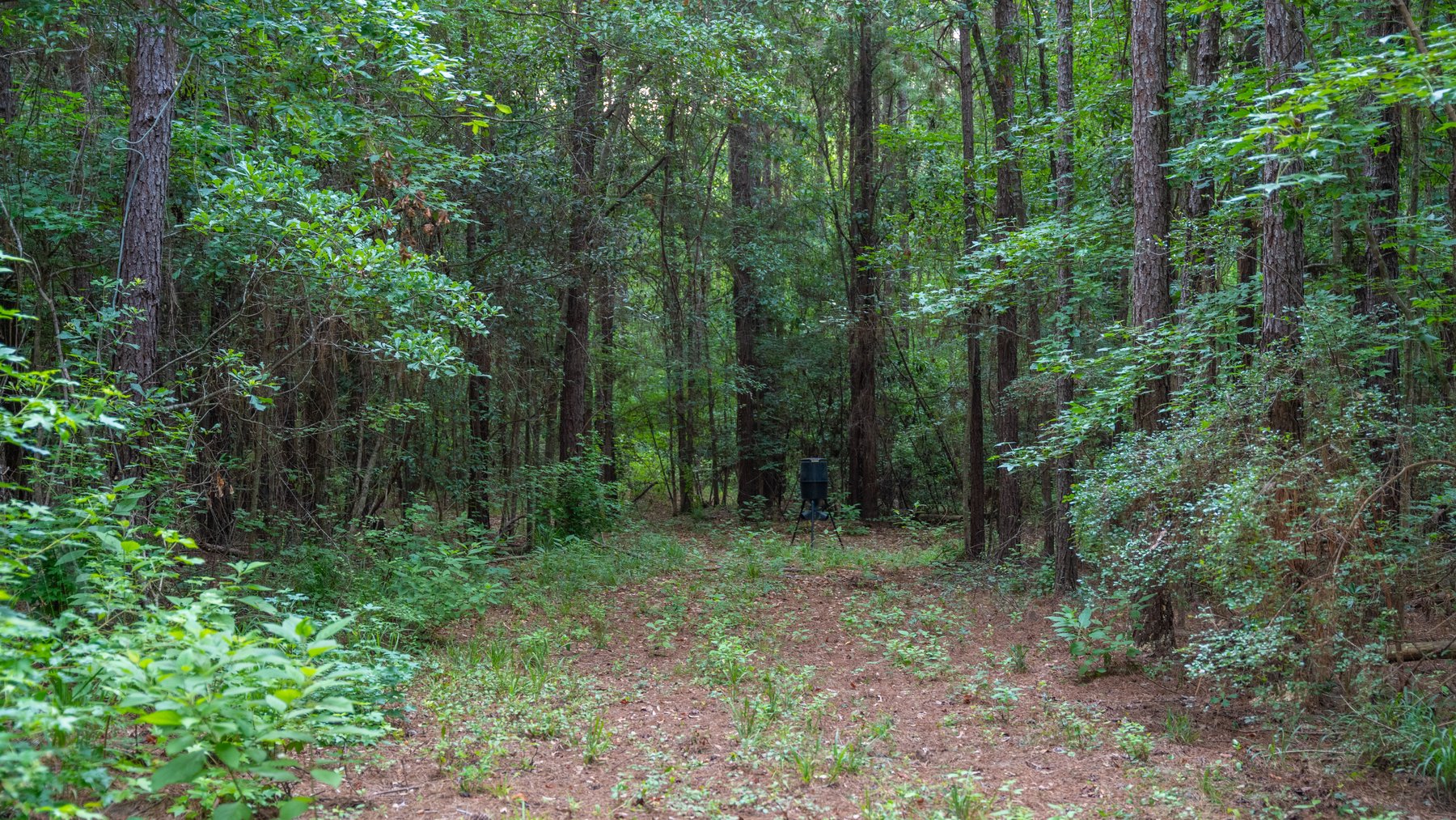 Image for Wright Place - 61+/- Acres - Premium Mini Farm - Merchantable Timber - Great Homesite Potential