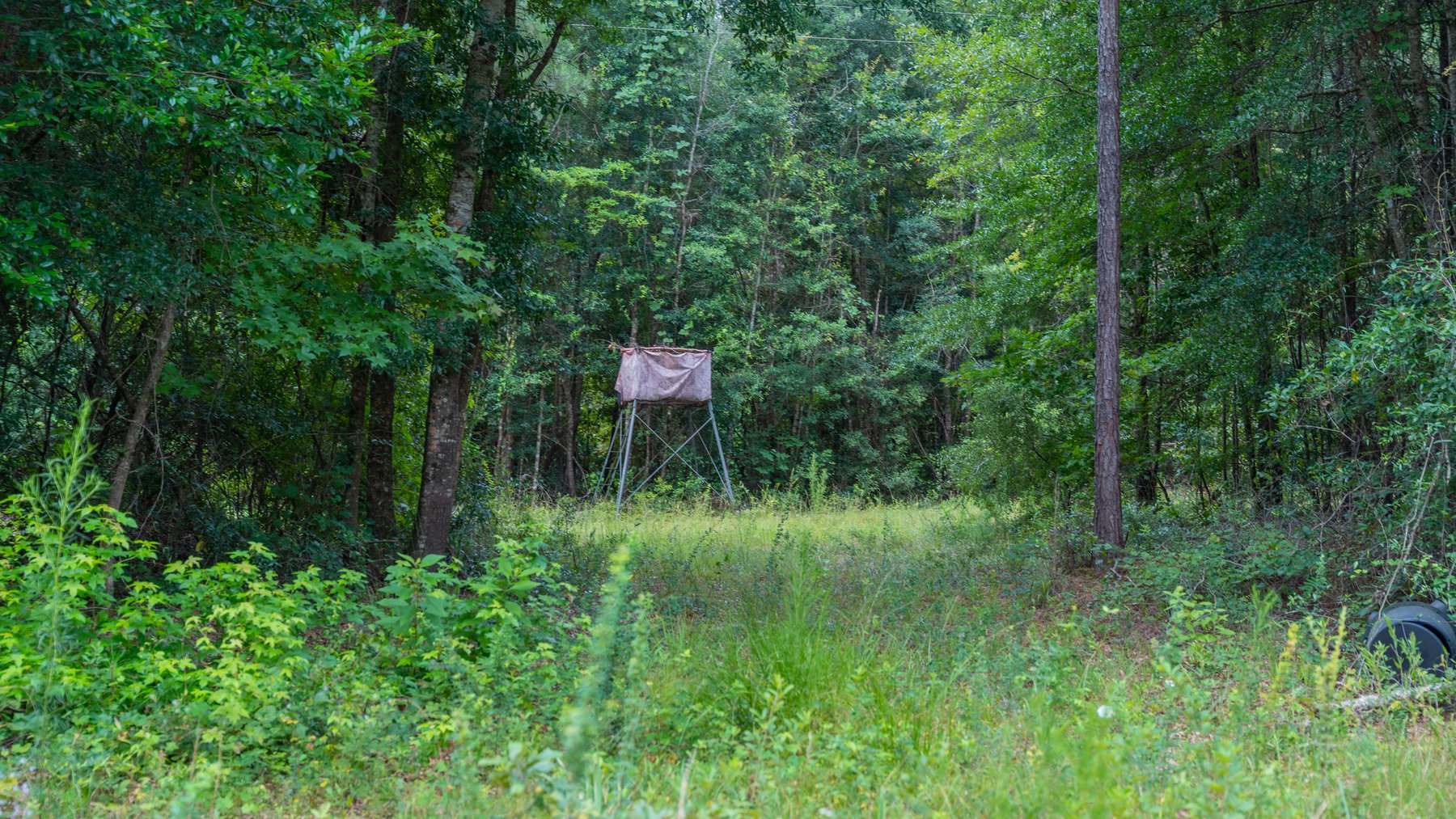 Image for Wright Place - 61+/- Acres - Premium Mini Farm - Merchantable Timber - Great Homesite Potential