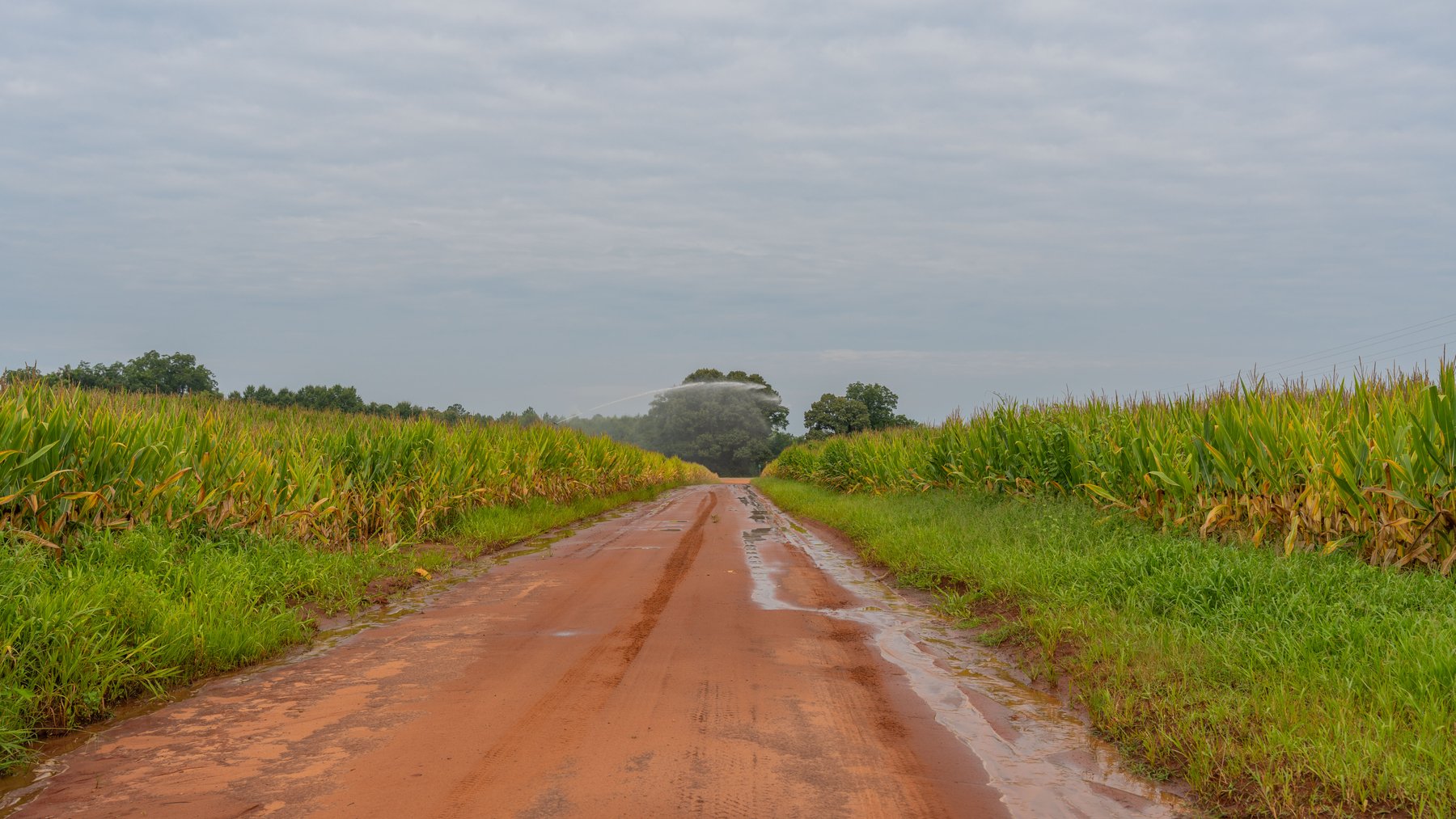 Image for Wright Place - 61+/- Acres - Premium Mini Farm - Merchantable Timber - Great Homesite Potential