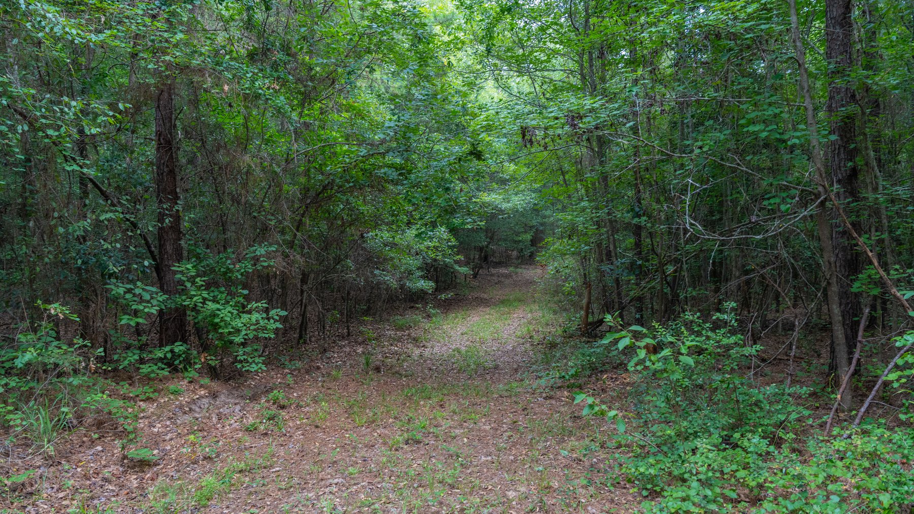 Image for Wright Place - 61+/- Acres - Premium Mini Farm - Merchantable Timber - Great Homesite Potential