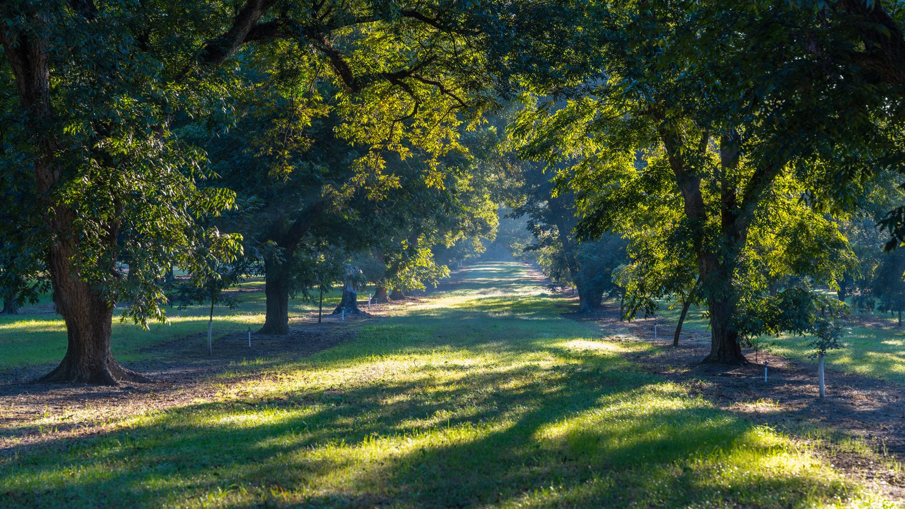 Image for 518+/- Acres - LKC Groves - Turn-Key Pecan Operation - Prime Development Potential - Offered Divided & As A Whole