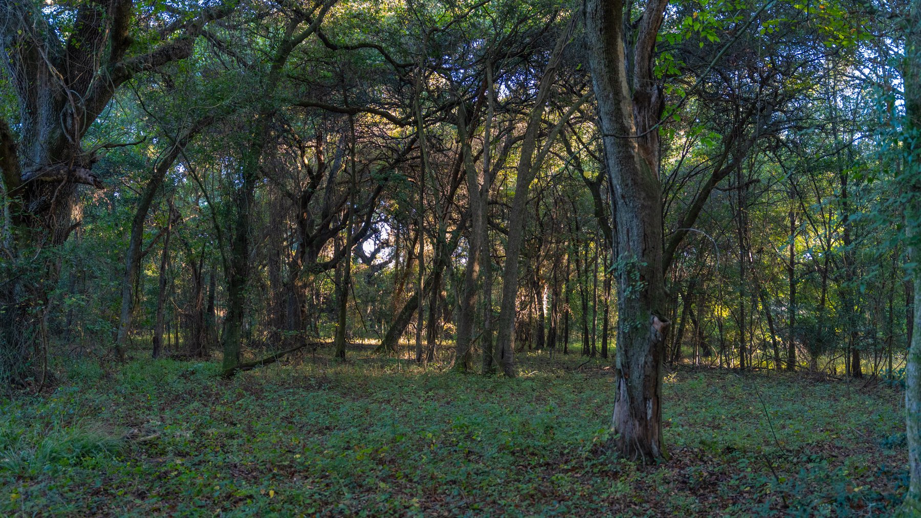 Image for 518+/- Acres - LKC Groves - Turn-Key Pecan Operation - Prime Development Potential - Offered Divided & As A Whole