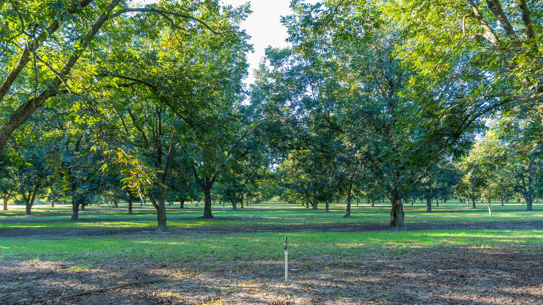 Image for 518+/- Acres - LKC Groves - Turn-Key Pecan Operation - Prime Development Potential - Offered Divided & As A Whole