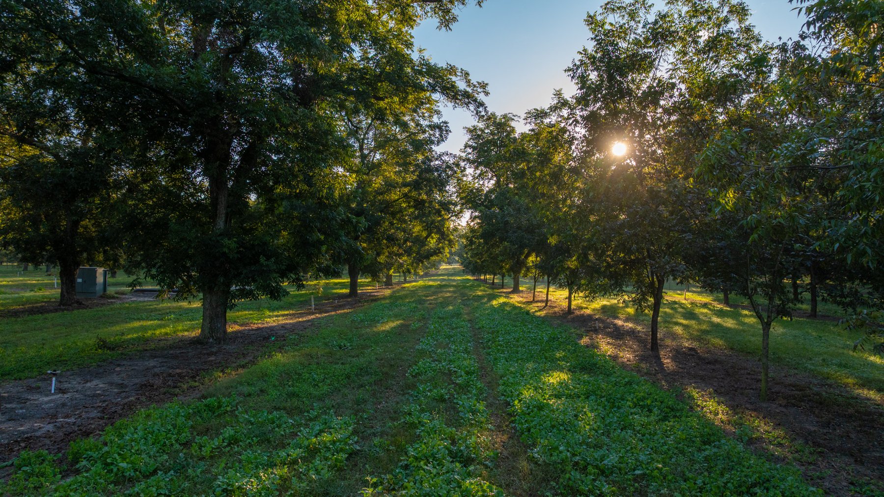 Image for 518+/- Acres - LKC Groves - Turn-Key Pecan Operation - Prime Development Potential - Offered Divided & As A Whole
