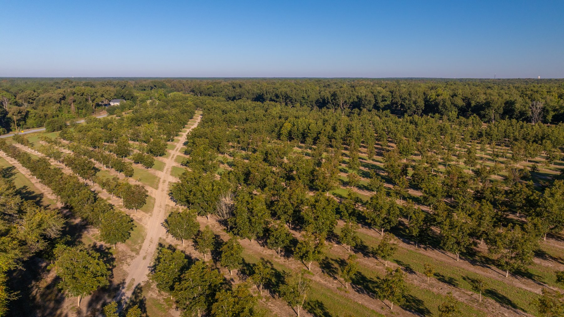 Image for 518+/- Acres - LKC Groves - Turn-Key Pecan Operation - Prime Development Potential - Offered Divided & As A Whole