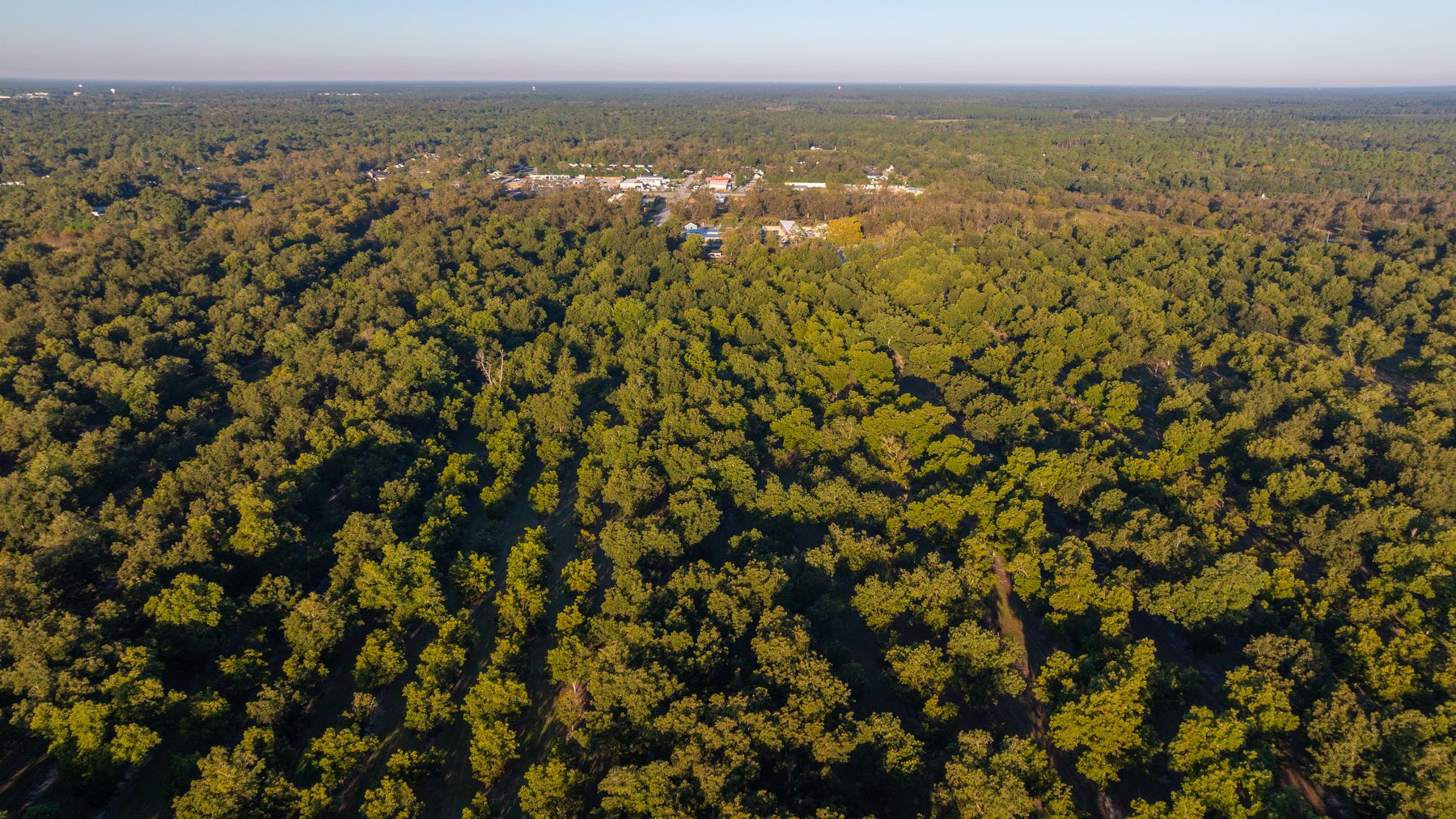 Image for 518+/- Acres - LKC Groves - Turn-Key Pecan Operation - Prime Development Potential - Offered Divided & As A Whole