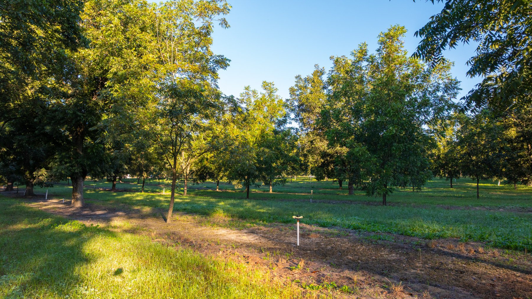 Image for 518+/- Acres - LKC Groves - Turn-Key Pecan Operation - Prime Development Potential - Offered Divided & As A Whole