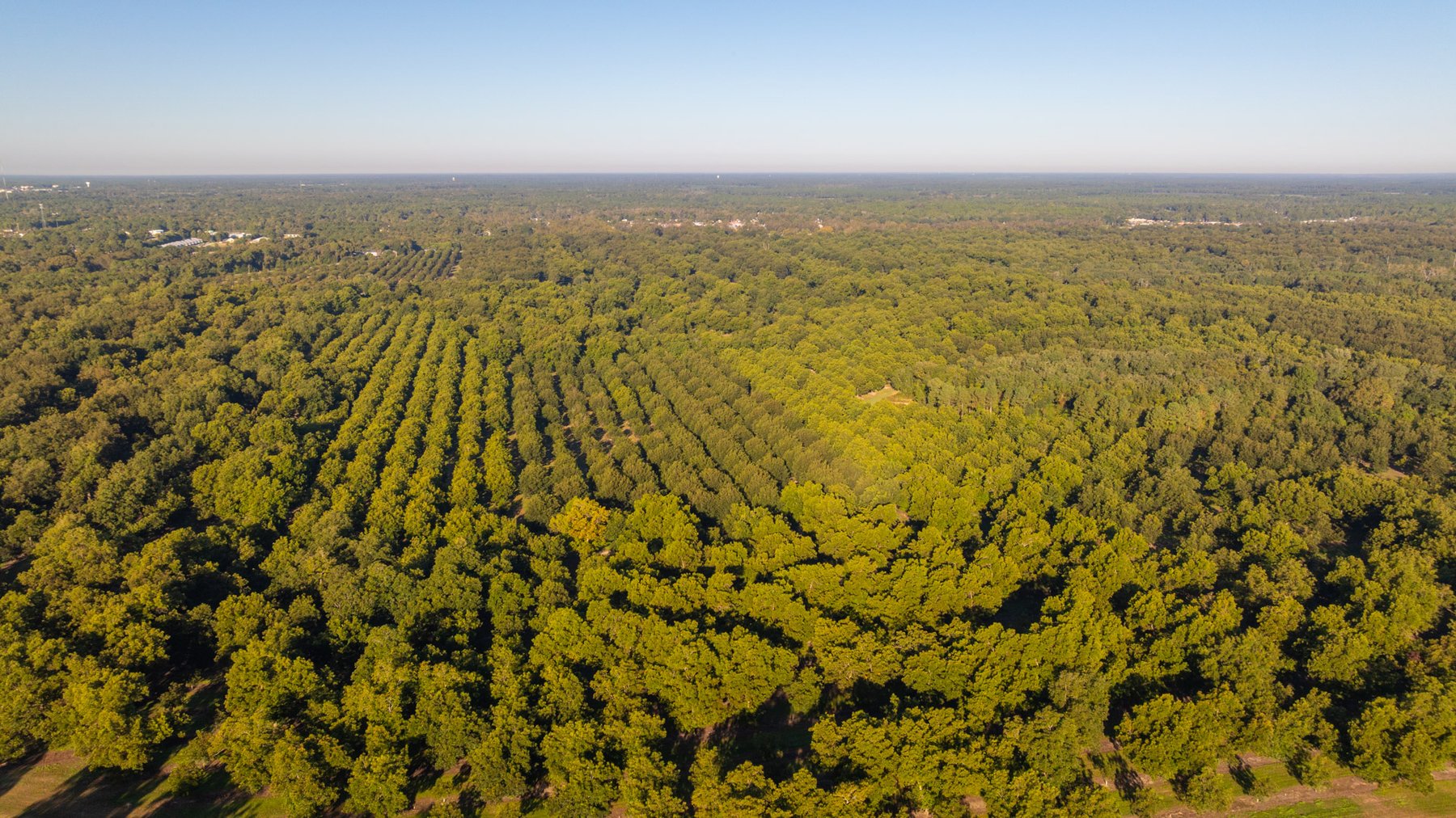Image for 518+/- Acres - LKC Groves - Turn-Key Pecan Operation - Prime Development Potential - Offered Divided & As A Whole