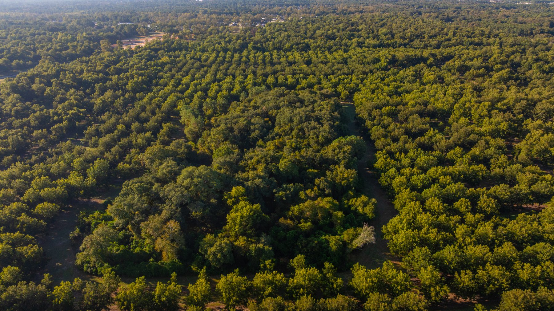 Image for 518+/- Acres - LKC Groves - Turn-Key Pecan Operation - Prime Development Potential - Offered Divided & As A Whole