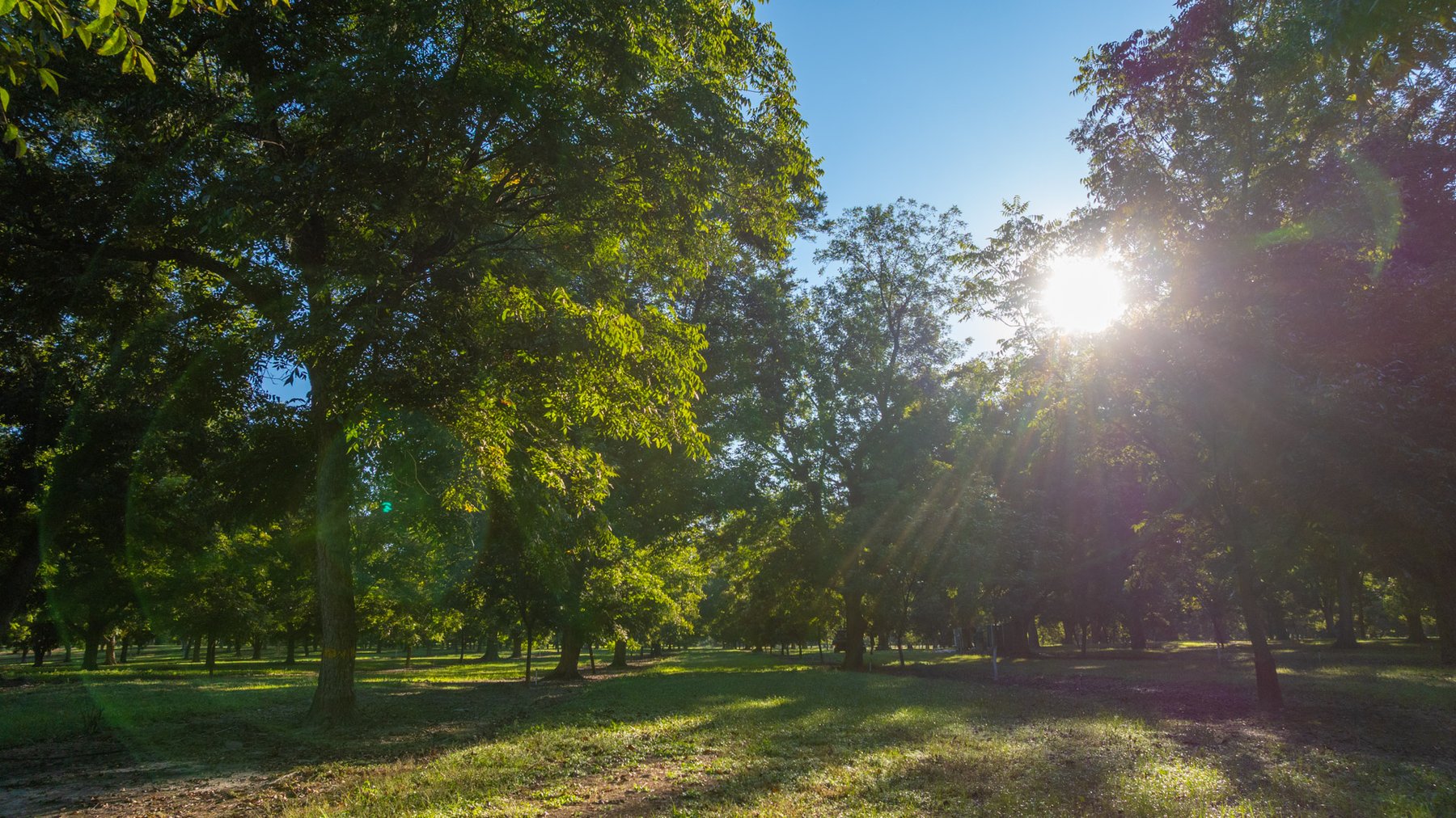 Image for 518+/- Acres - LKC Groves - Turn-Key Pecan Operation - Prime Development Potential - Offered Divided & As A Whole
