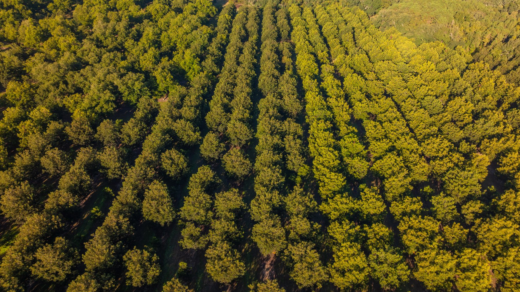 Image for 518+/- Acres - LKC Groves - Turn-Key Pecan Operation - Prime Development Potential - Offered Divided & As A Whole